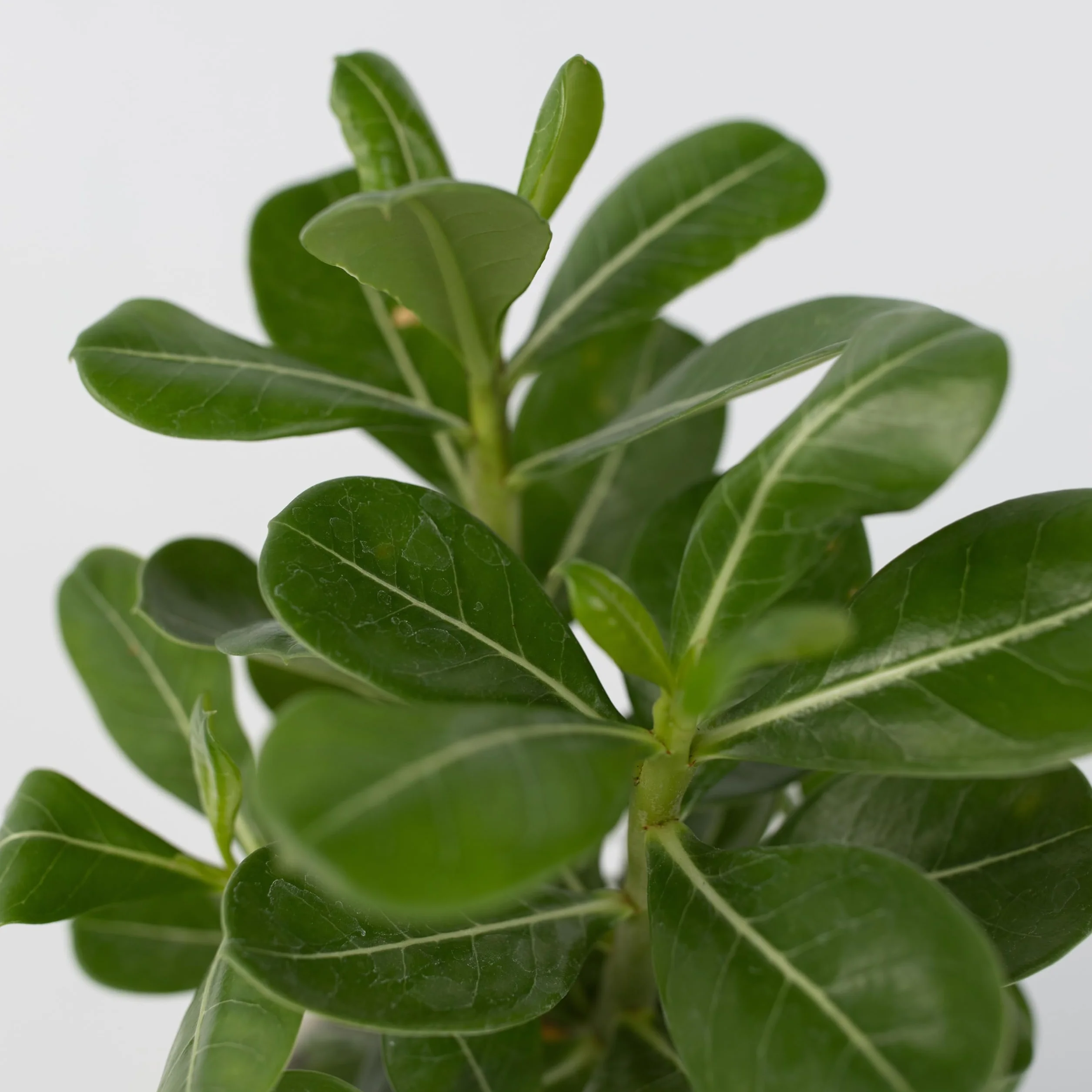 Adenium Obesum Rose du désert 25-40cm Pot 10,5cm Plante d'intérieur fleurie