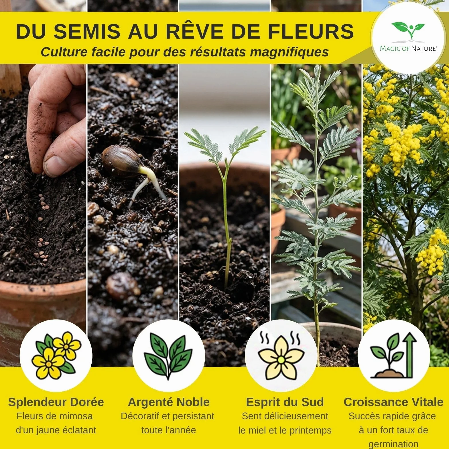 Graines de Mimosa d'Hiver Acacia dealbata – 25 pces – Arbuste Exotique aux Fleurs Jaunes