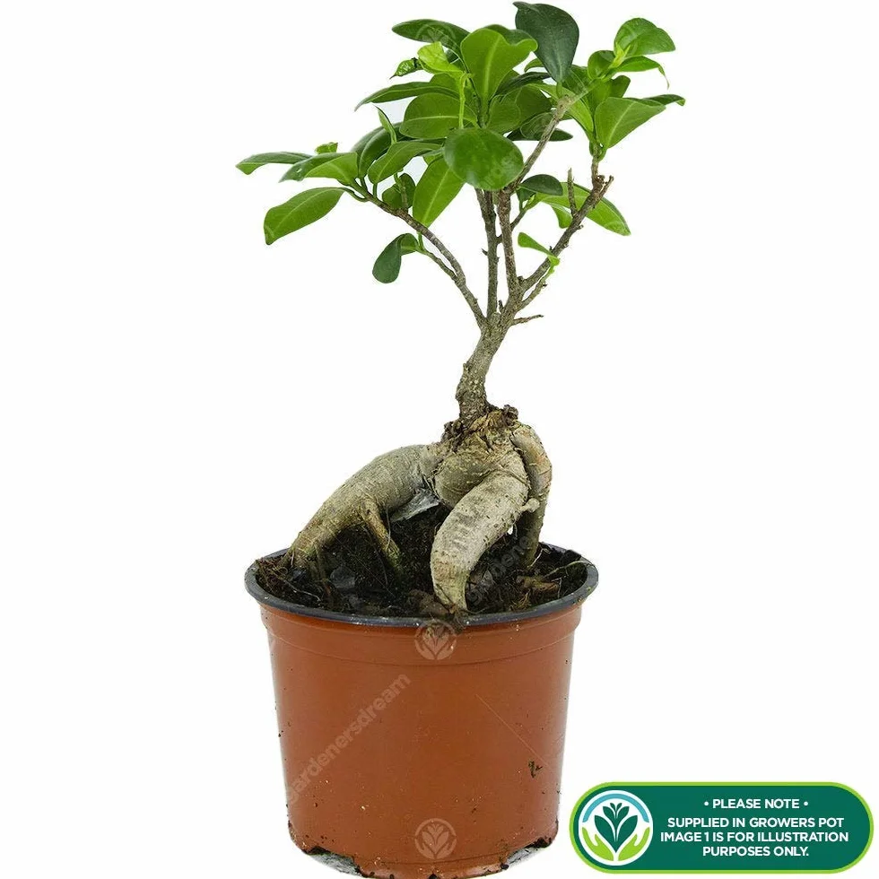 Ficus Ginseng Bonsaï d'intérieur 12 cm