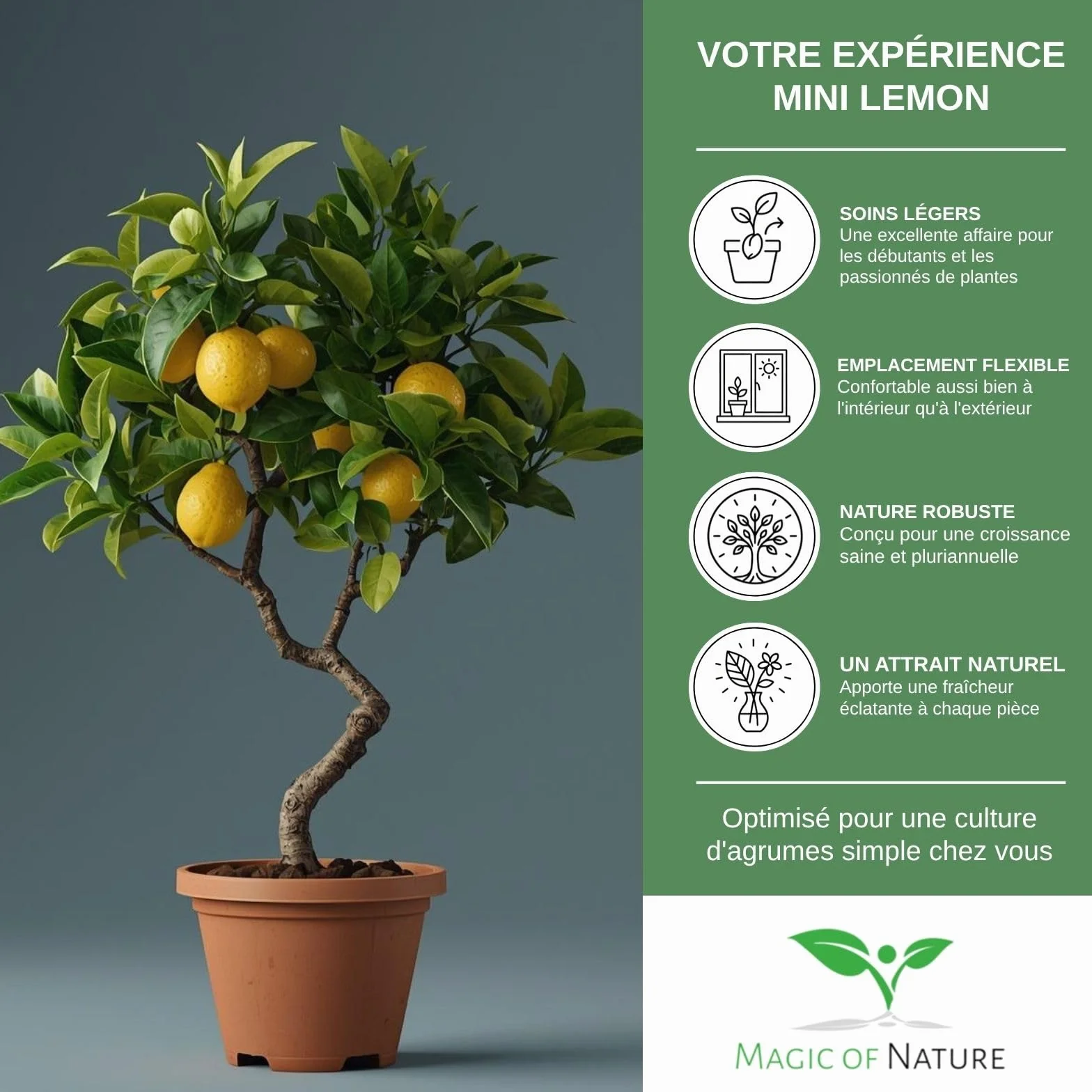 Graines de Citronnier Mini 10 Pcs Bonsaï Semences Plante d'intérieur Vivace