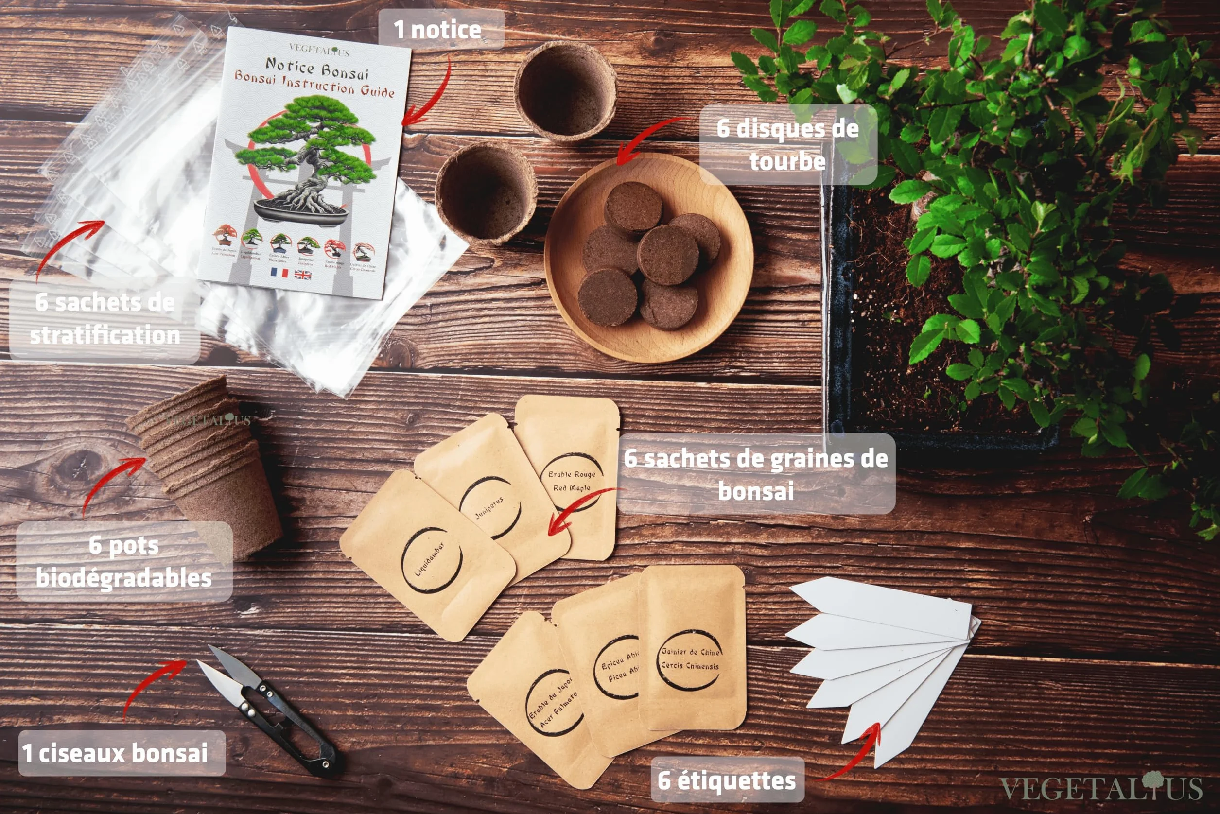 Kit complet de 6 Bonsai avec graines et accessoires Fabriqué en France Coffret cadeau original
