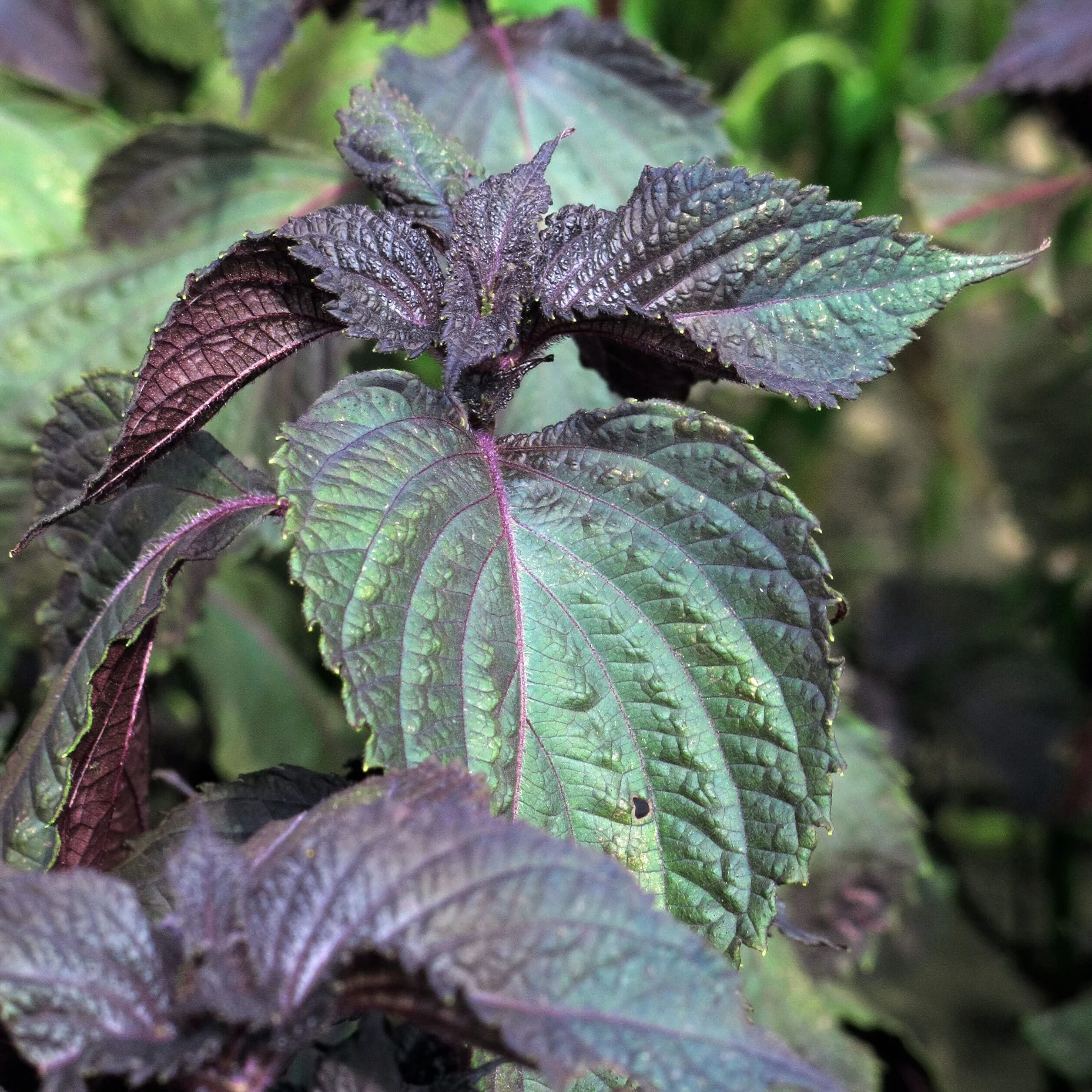 Shiso rouge Perilla frutescens 200 semences