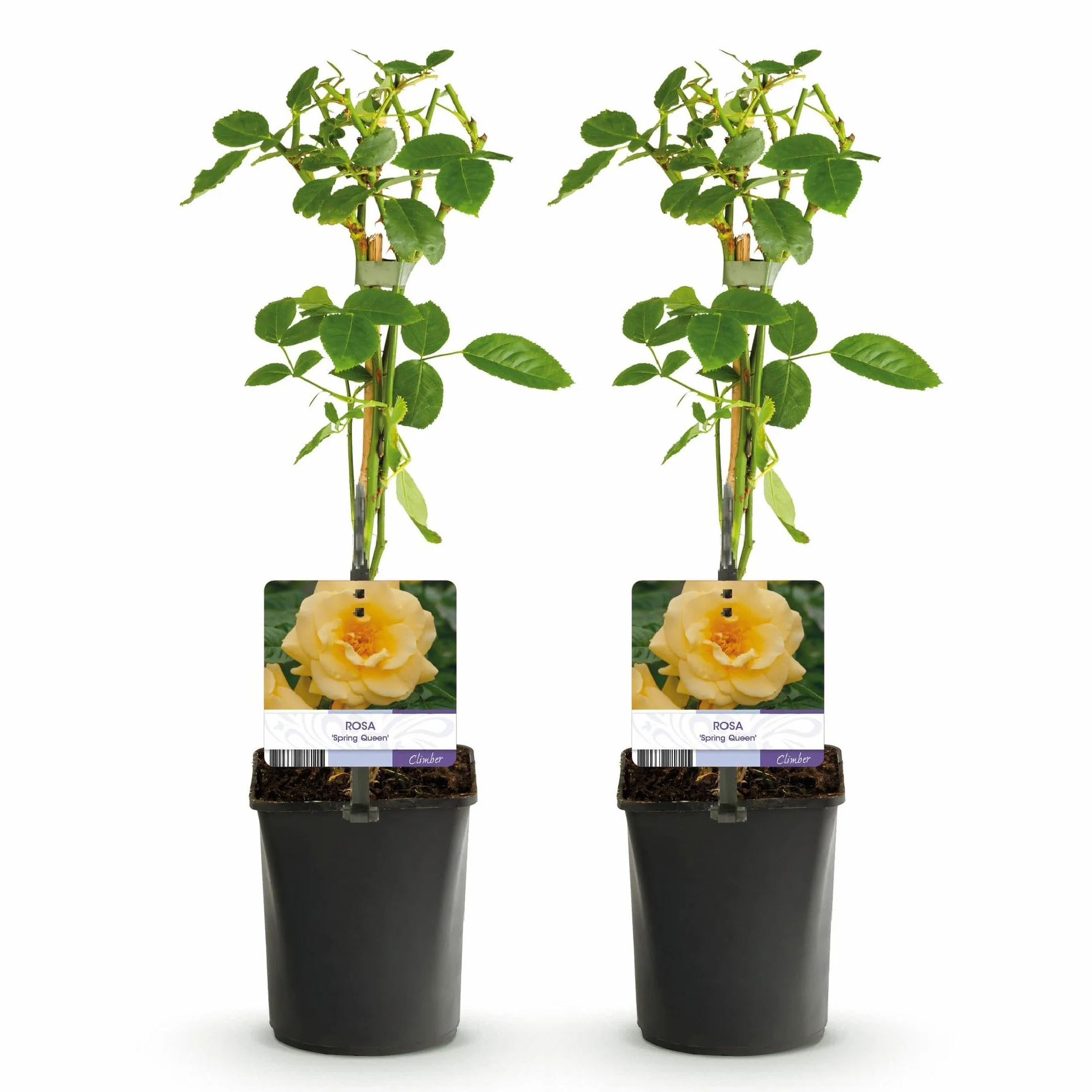 GreenboutiQ Rosier grimpant Rosa Spring Queen 2 plantes Pot 11cm Hauteur 40cm