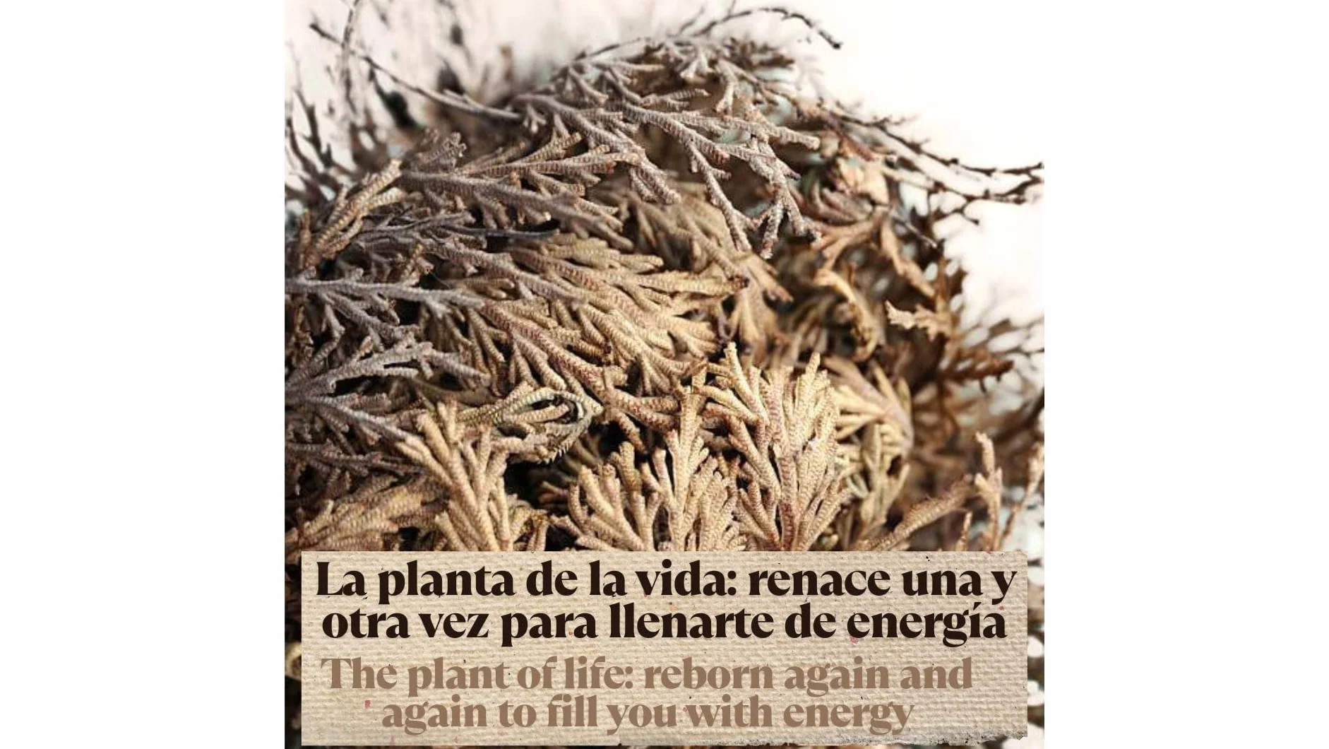 Rose de Jéricho INKANAT, plante de la résurrection et de la prospérité