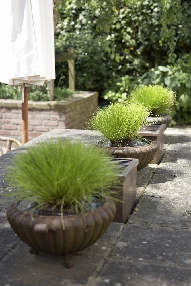 Bloomique Scirpus Cernuus Scirpe retombant Plantes de bassin Hauteur 10-20 cm Pot 11 cm