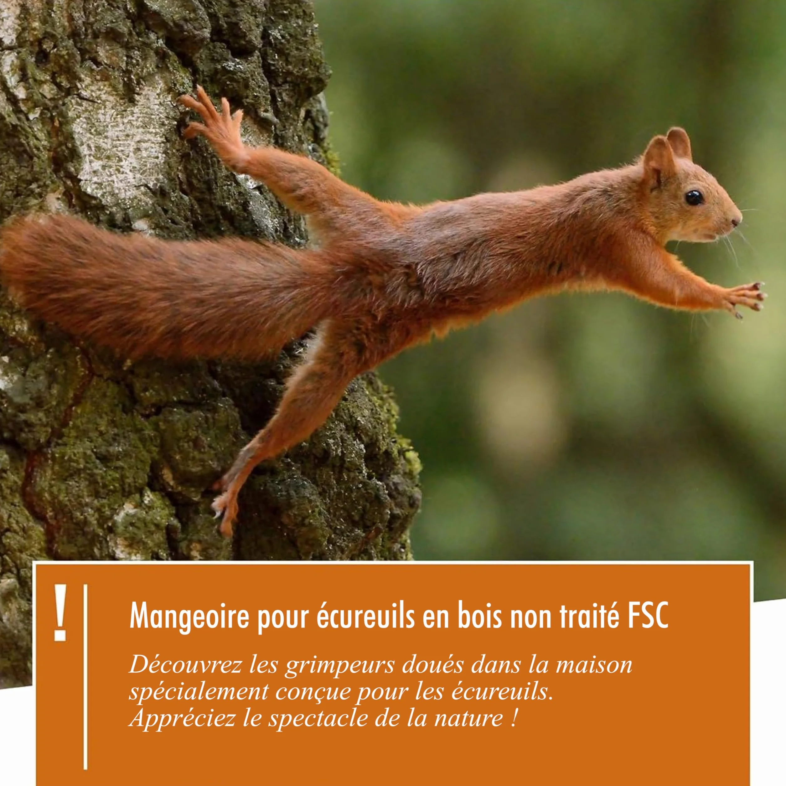 Mangeoire Écureuil en Bois Massif Imperméable Résistant aux Intempéries