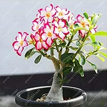 Adenium obesum Seeds Desert Rose Graines de Fleurs 5 pcs