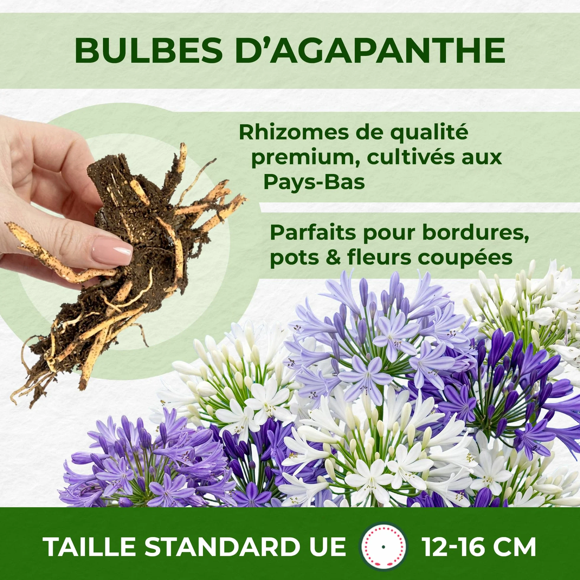 Agapanthus africanus Bleu-Blanc Twister 4 Fleurs à Planter Exterieur Vivaces Rustique Plante Jardin