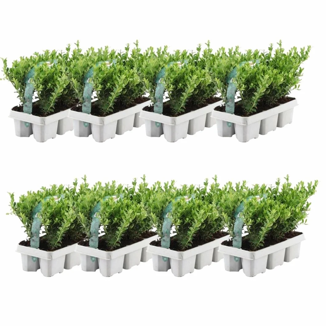 Ilex crenata 'Jenny' 48 Plantes de houx du Japon Ø 7 cm 15 cm Haie rustique Alternative buis Arbuste persistant Jardin