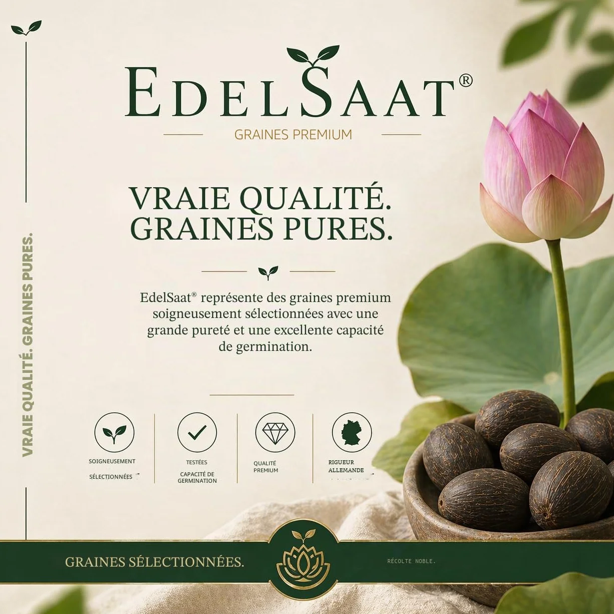 Nelumbo Nucifera Lotus Seeds – 30 graines de lotus premium, Résistant à l’hiver, Pour bassins et jardin