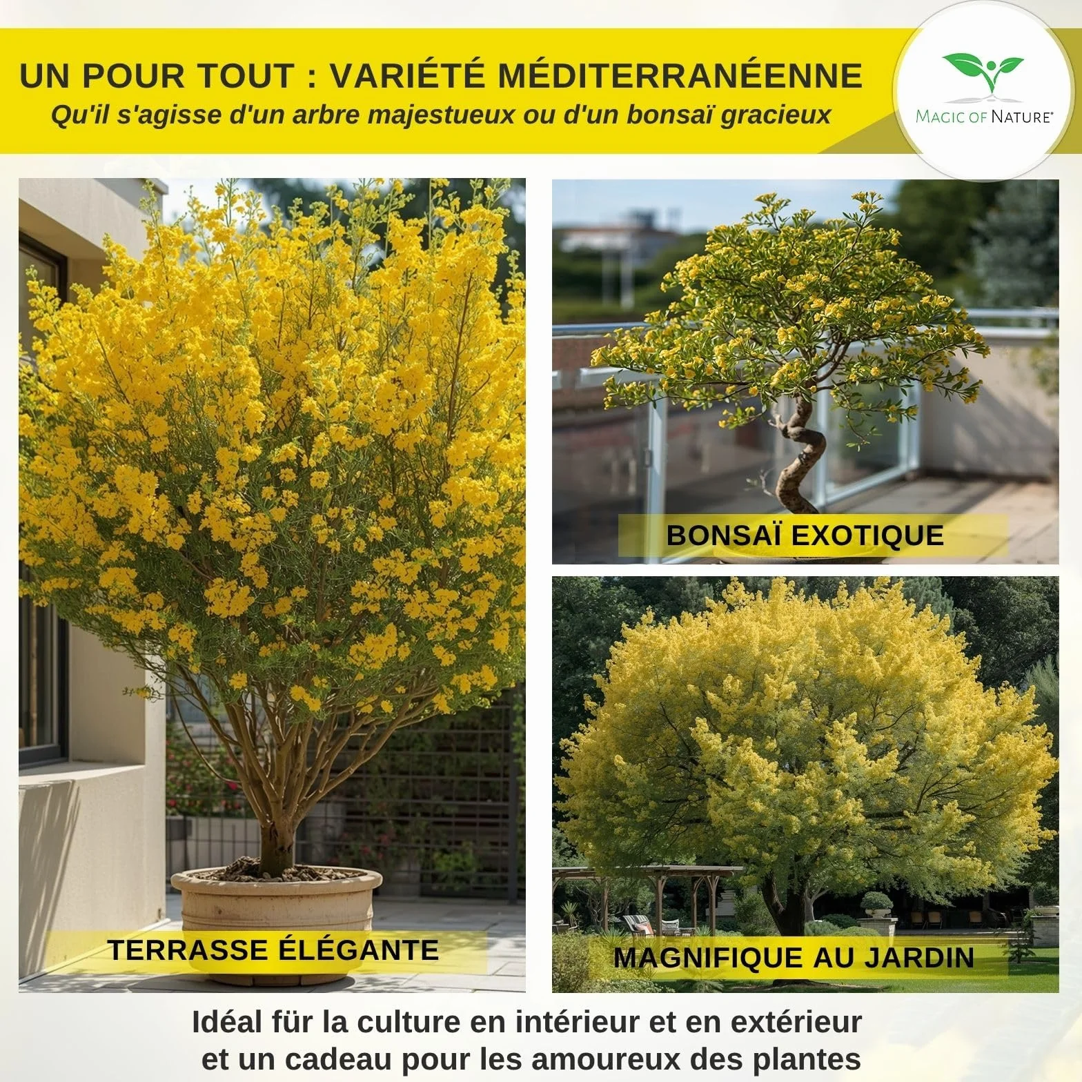 Graines de Mimosa d'Hiver Acacia dealbata – 25 pces – Arbuste Exotique aux Fleurs Jaunes