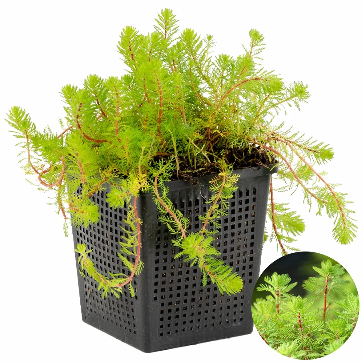 Bloomique Myriophyllum Red Stem Plante de bassin aquatique Rustique Hauteur 10-20 cm Pot 11 cm