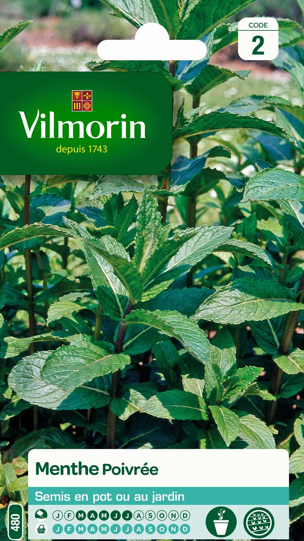 Menthe poivrée Vilmorin Plante médicinale aromatique Cocktails salades développement Important