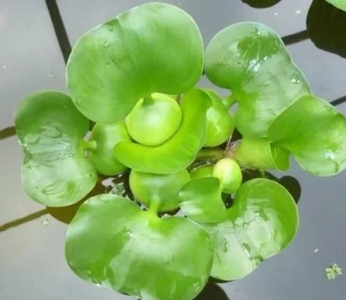 L'Eau Hyacinth flottant Bassin Plante plantes aquarium