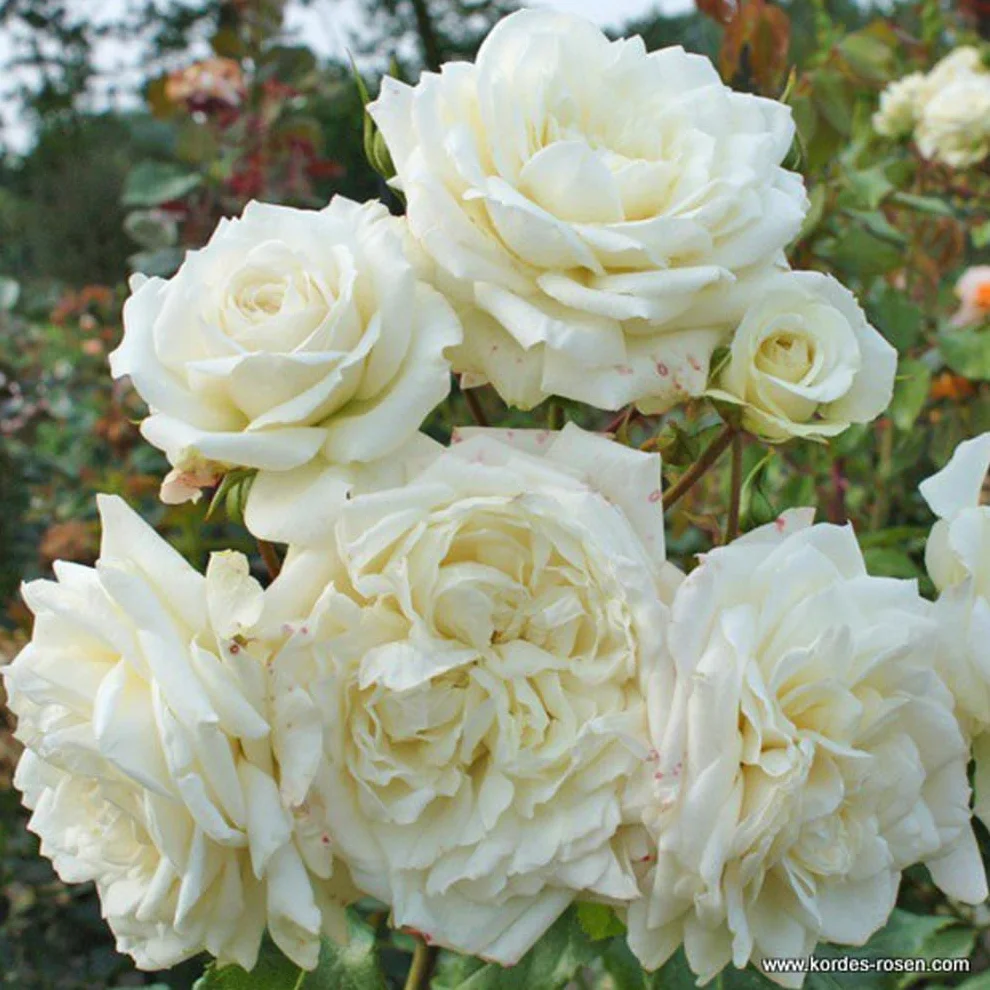 Rosa 'Bobbie James' Rosier pot 25-30 cm - La géante parfumée pour grands espaces