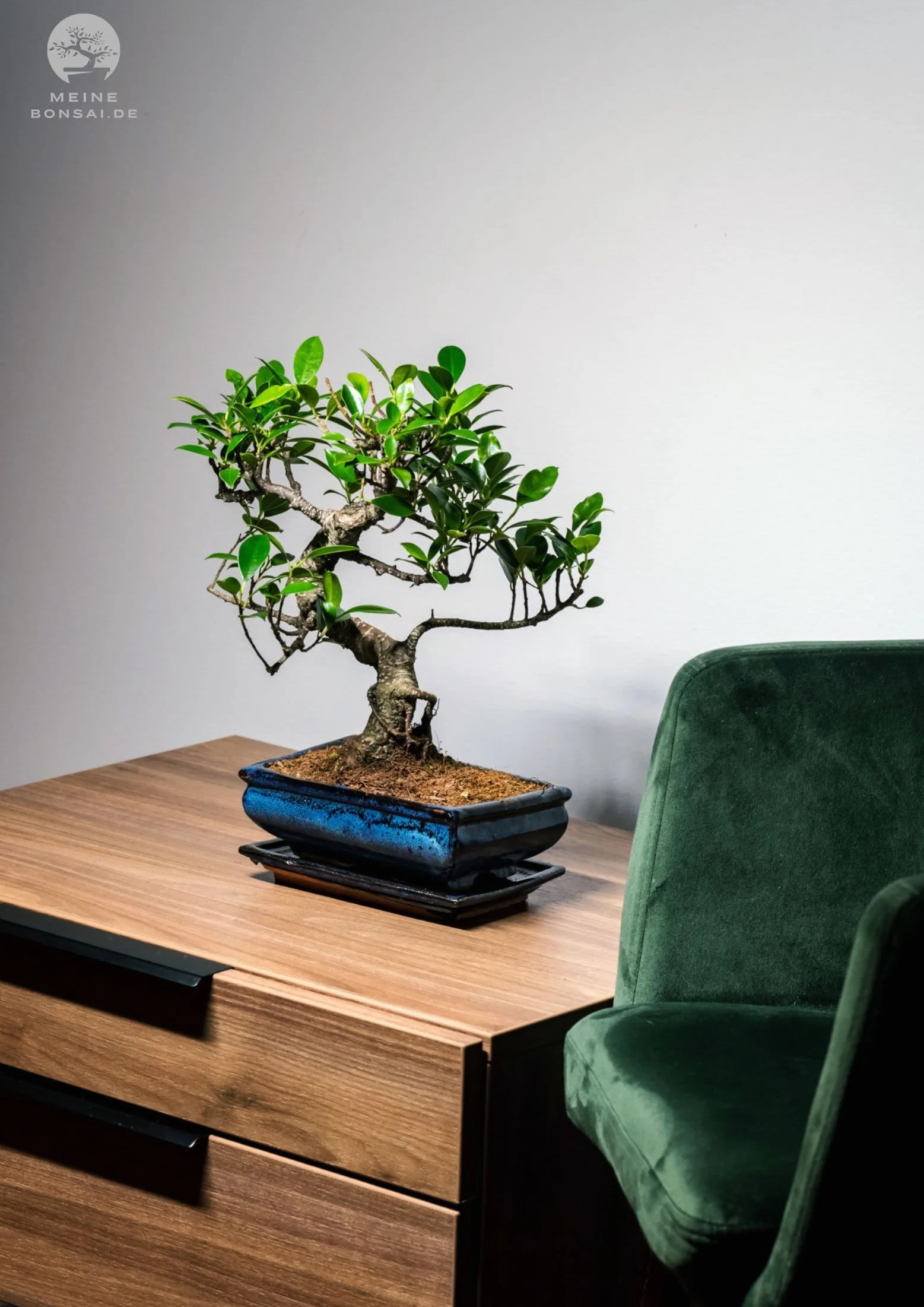 Arbre bonsaï Ficus pot céramique 9 ans hauteur 30-35 cm