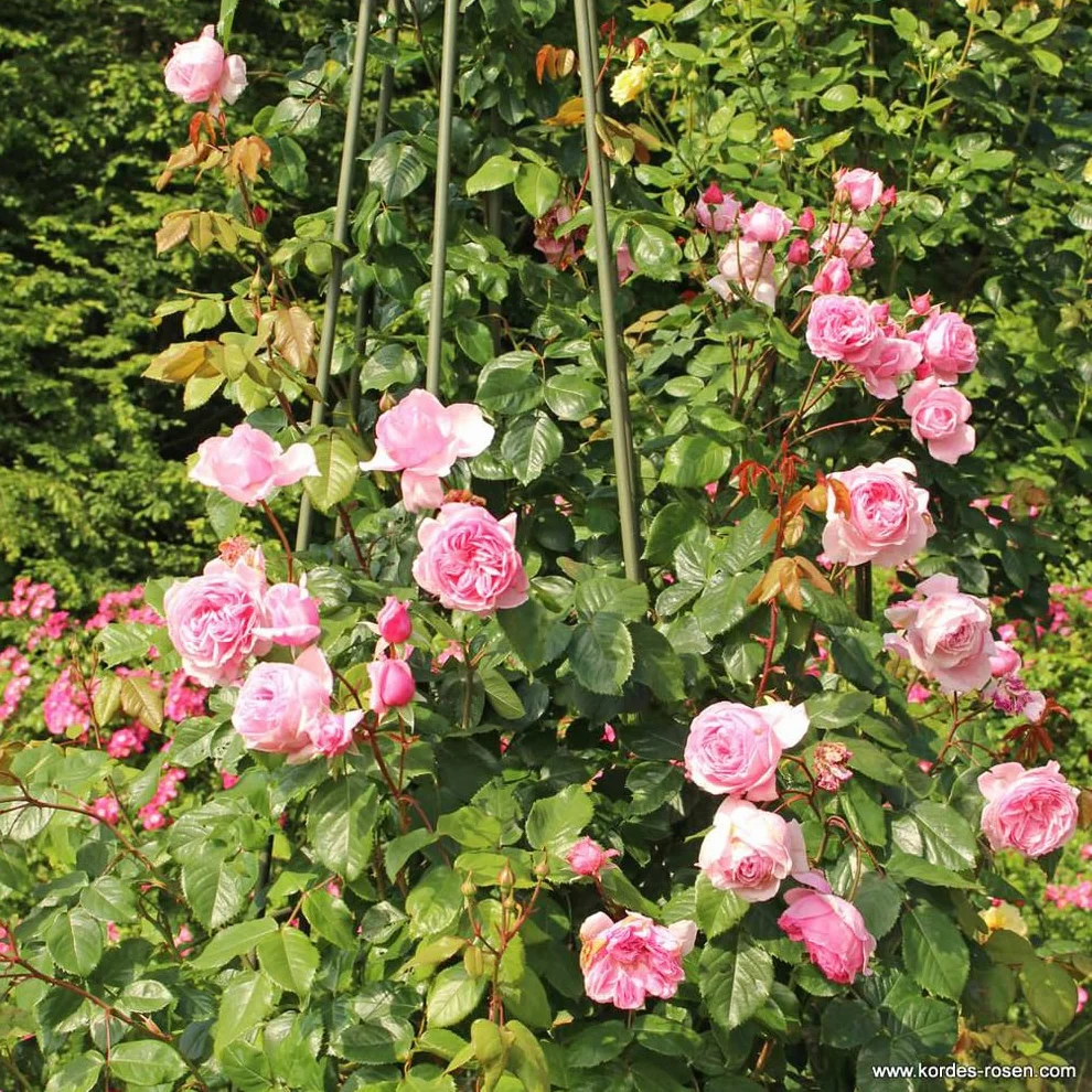 Rosier Rosa 'Kiss me Kate' pot 25-30 cm grimpant parfumé