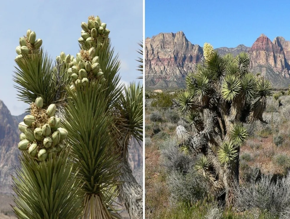 SAFLAX Yucca brevifolia Arbre de Josué 10 graines