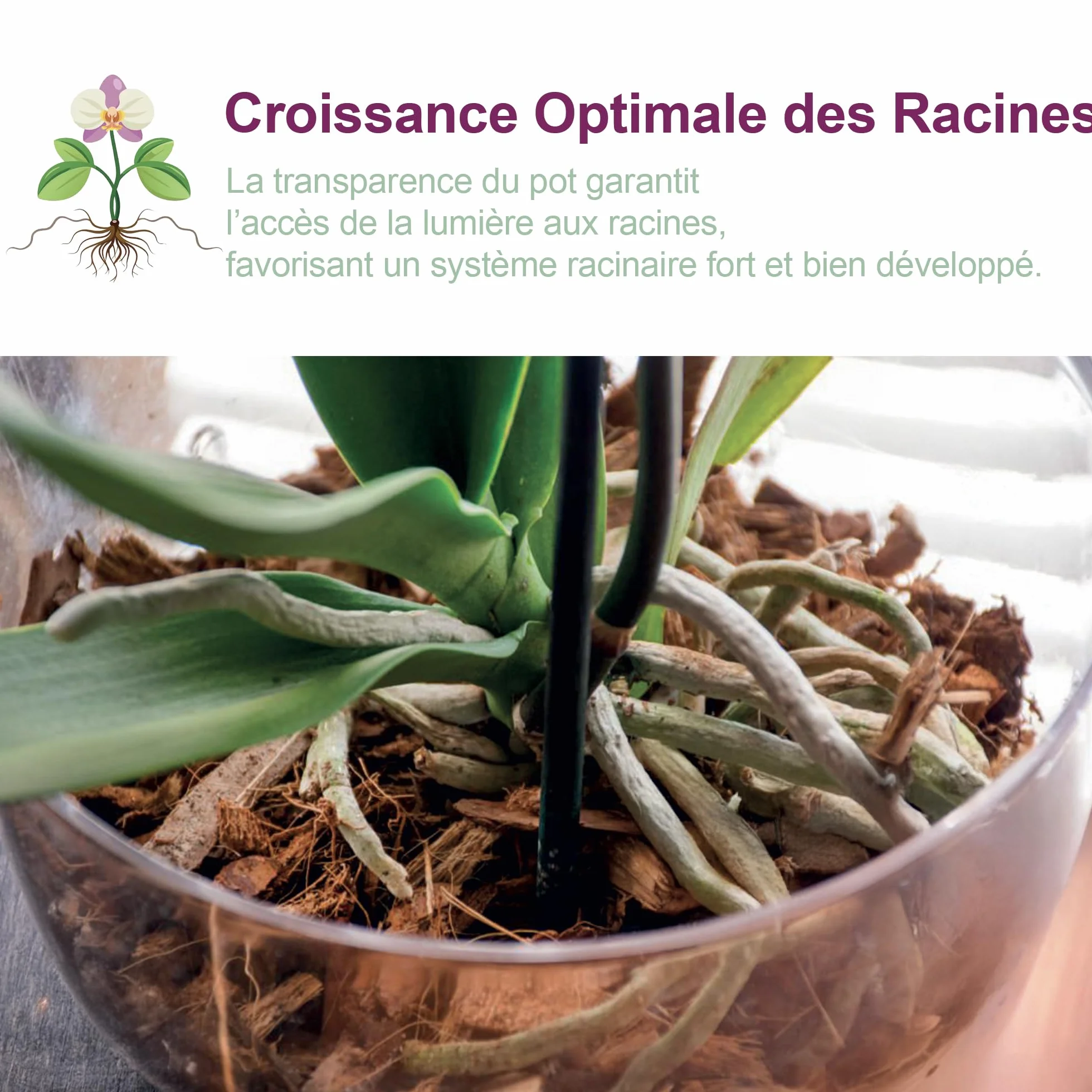 Pot pour orchidées Transparent Plastique Ø 16 cm avec Trous de vidange et soucoupes Lot de 3