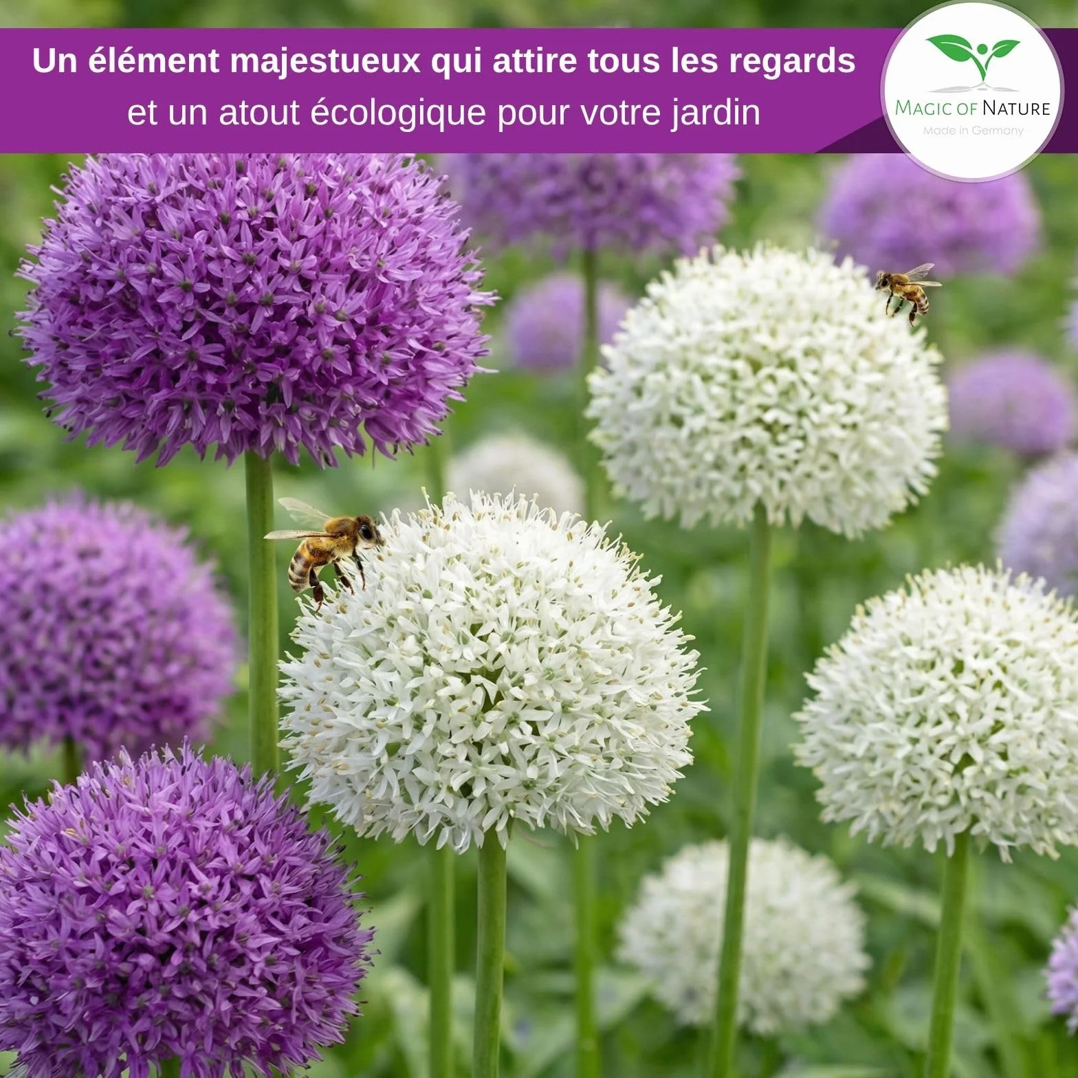 Graines d'Ail Géant Allium giganteum Mix Violet et Blanc 60 pces Semences Rustiques Mellifères