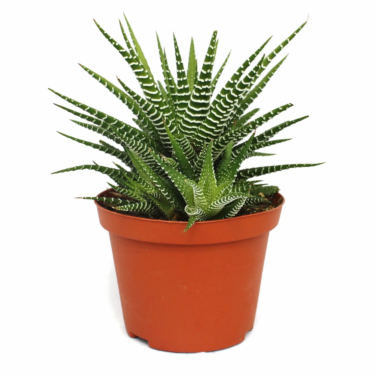 Haworthia fasciata Big Band pot 10,5 cm