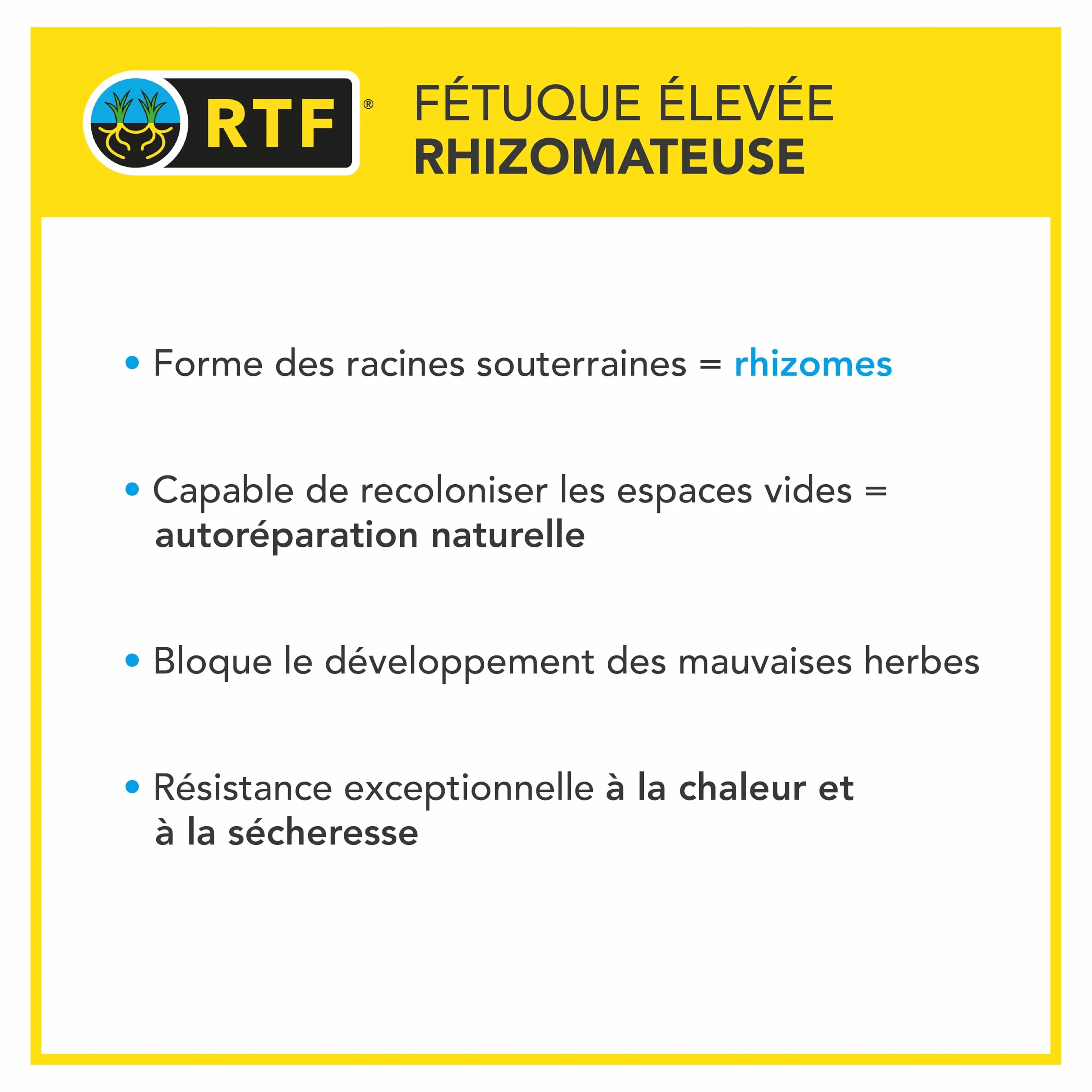 Barenbrug Gazon Terrain Sec sans arrosage 1KG Résiste Chaleur Sécheresse Forte Réduction Arrosage Autoréparation Naturelle