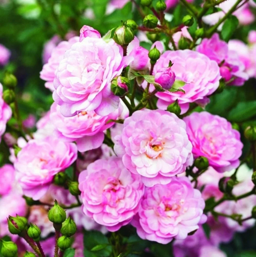 Rosier 'The Fairy' pot 25-30 cm - Rosa couvre-sol pour jardin