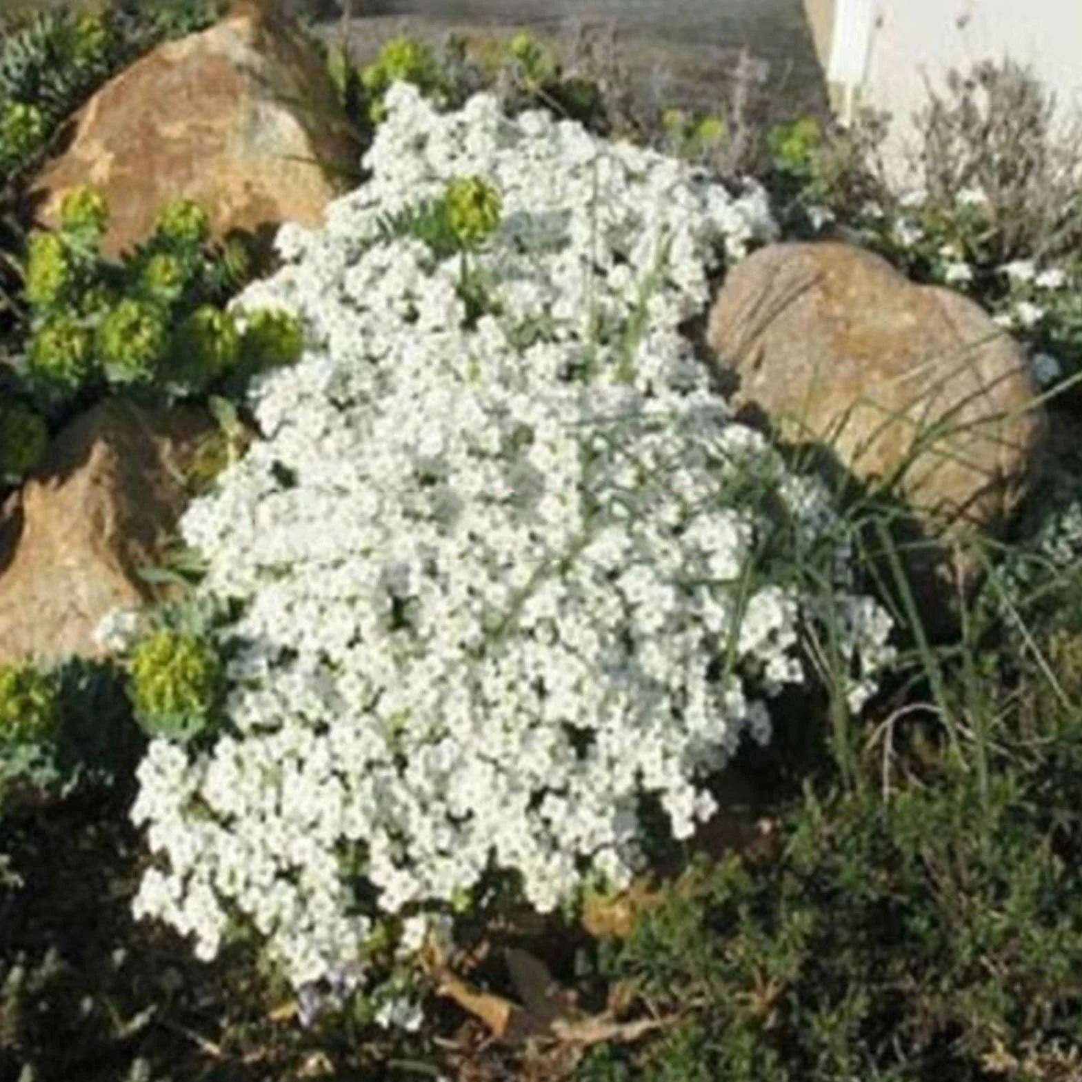 Graines d'Aubrieta Violet Sac de Graines Résistantes au Froid Faciles à Planter pour Jardin Extérieur