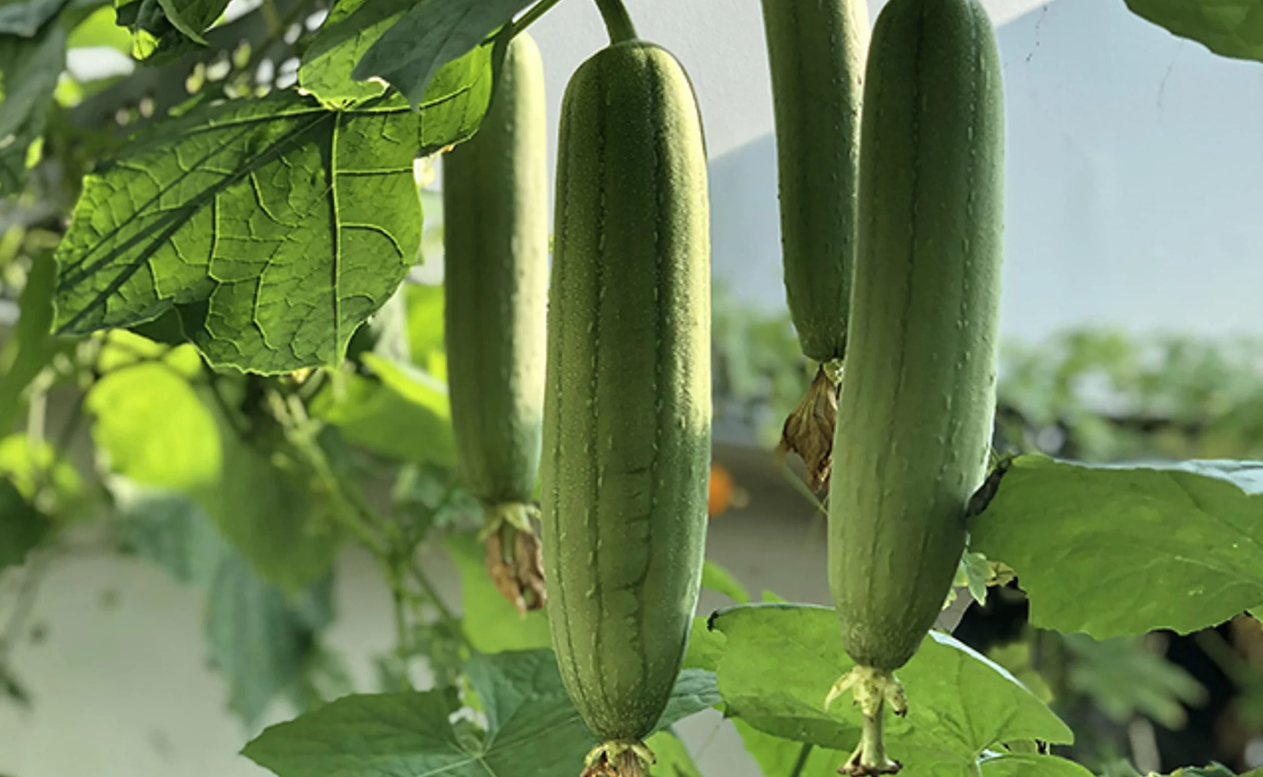 Graines de Courge éponge Luffa - éponge naturelle - semences paysannes