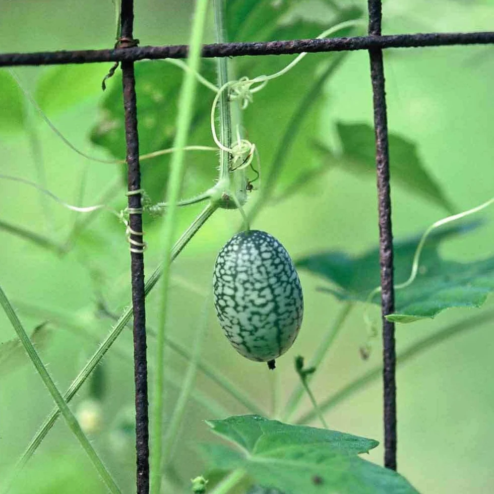 Cucamelon Graines - Melothria Scabra - Souris Melon