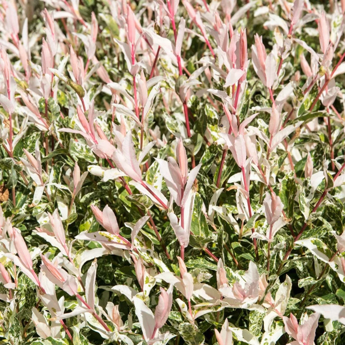 Saule panaché Salix integra 'Flamingo' Hauteur 60-80 cm Pot 17 cm