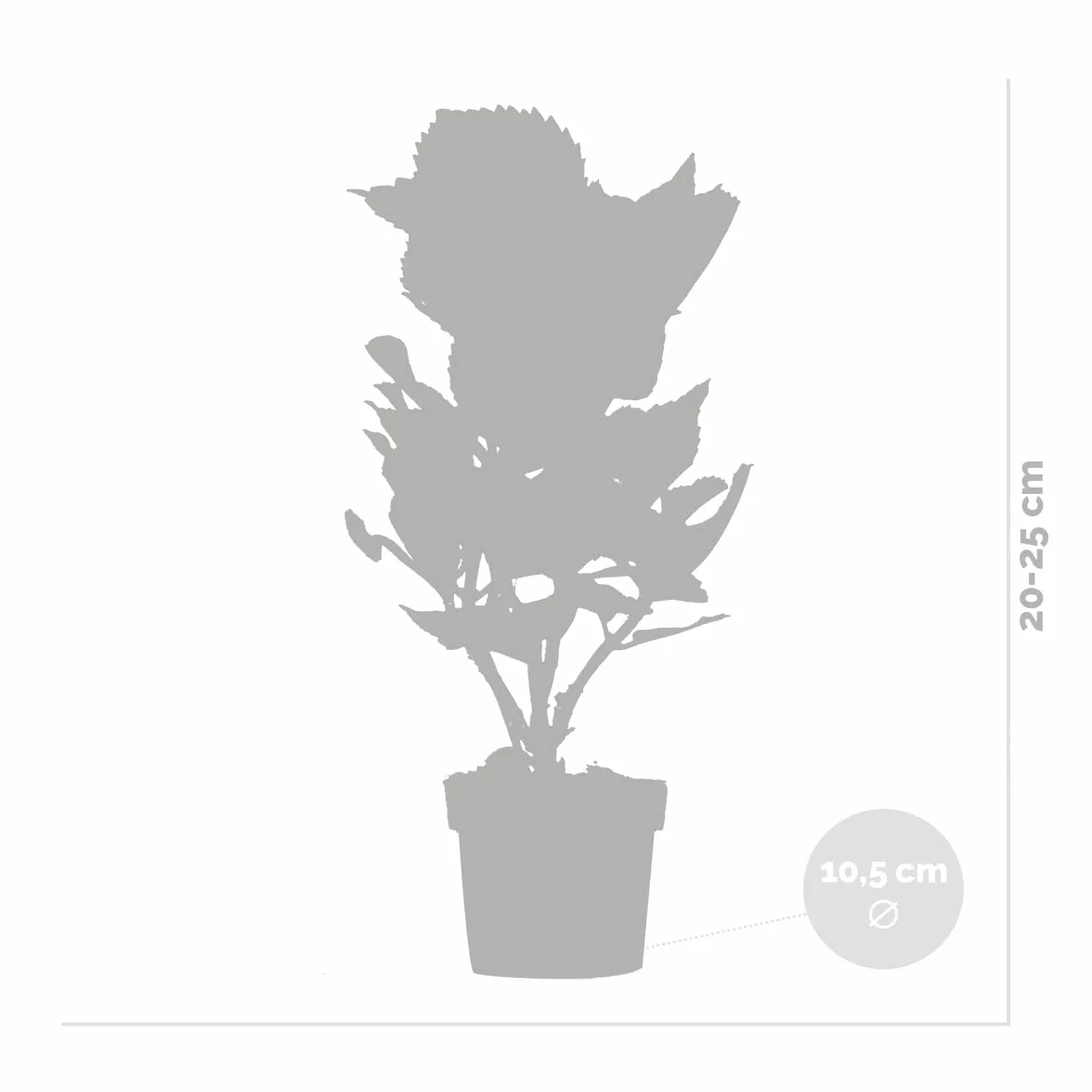 Bloomique Hydrangea Macrophylla Mélange 3 Rose Bleu Blanc Hortensia Commun Plantes de Jardin Rustique Hauteur 20-30 cm Pot 10,5 cm