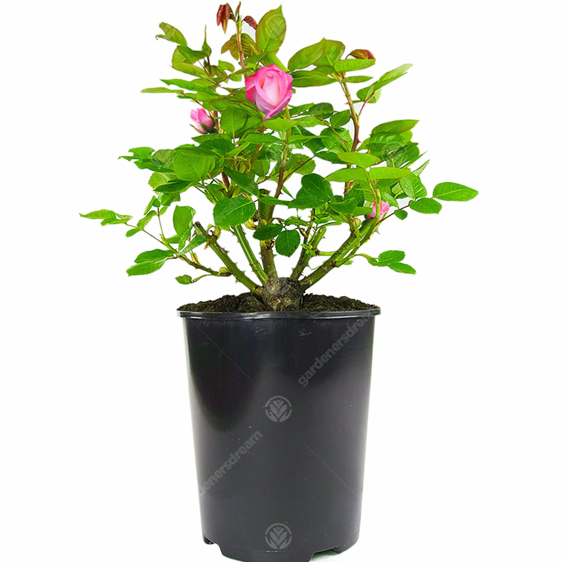 Somptueux Rosier Rose en pot - Rosiers de jardin avec fleurs colorées en été