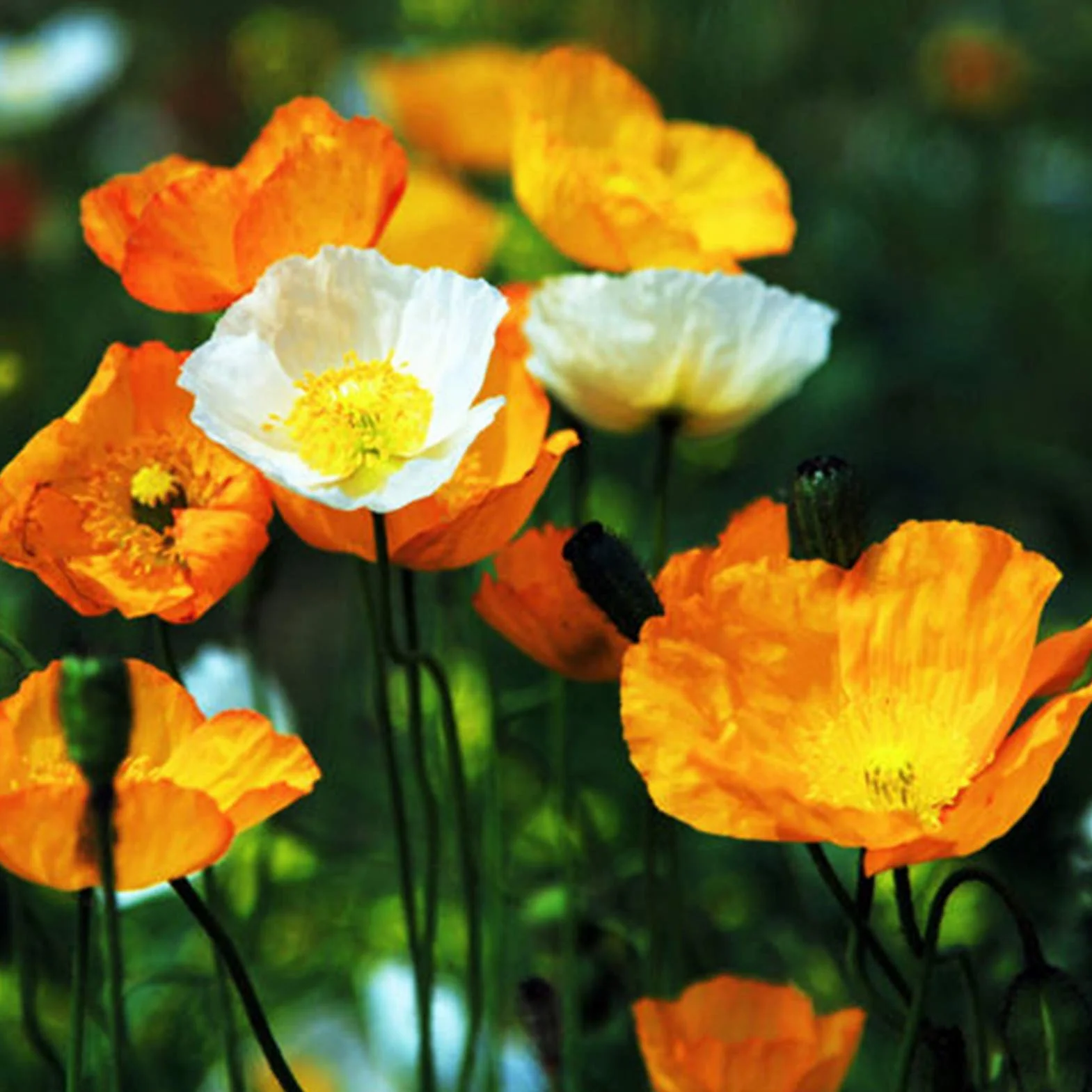 Graines De Papaver Rhoeas, 500 Pièces, Annuelles, Bonne Récolte, Graines De Fleurs De Jardin