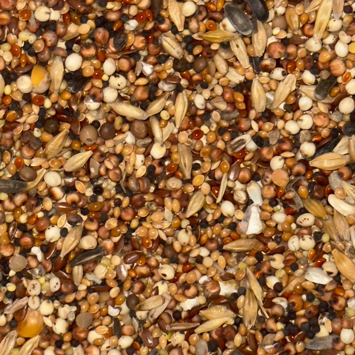 Mélange Premium de Graines pour Oiseaux Sauvages 30KG
