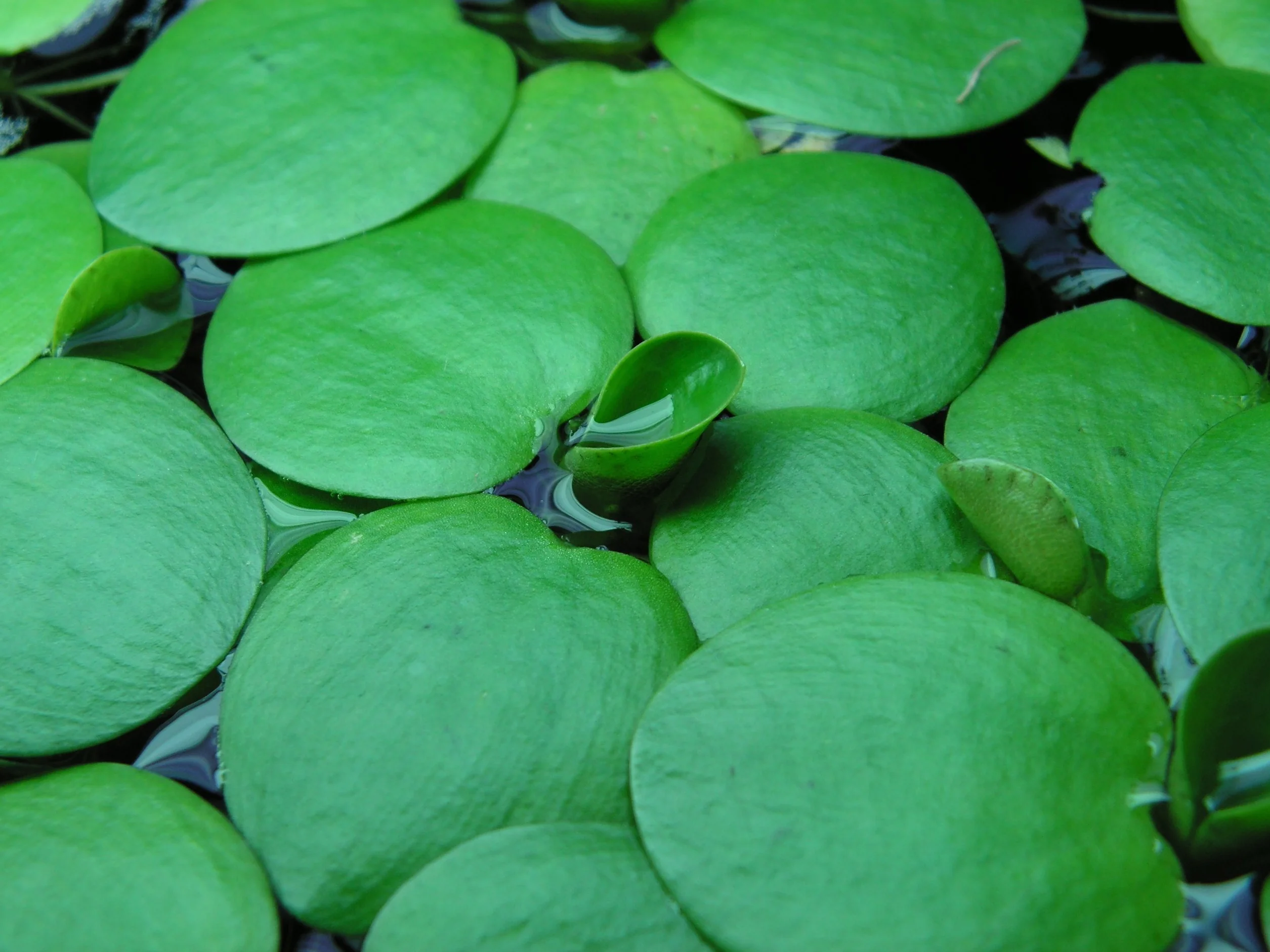 Limnobium laevigatum - Plante d'aquarium