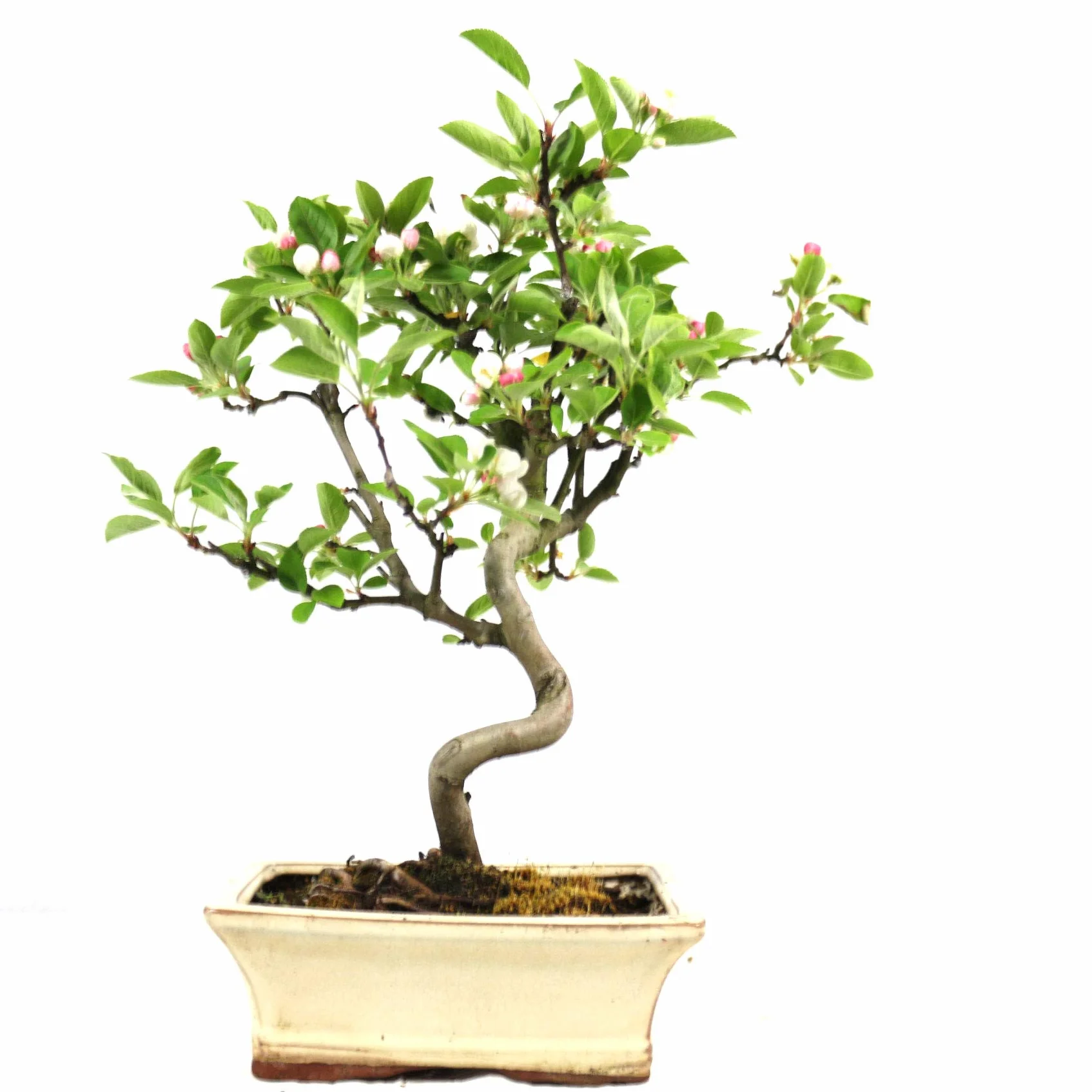 Bonsaï d'extérieur Malus Pommier décoratif 8 ans 32 cm