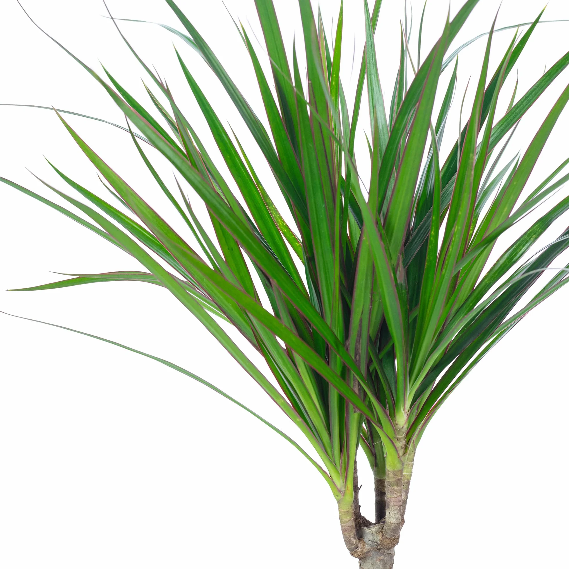 Dracaena Marginata Plante d'intérieur 35 cm Pot 12 cm