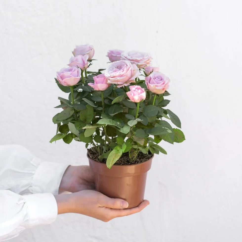 Rosier Rose Avec Cache Pot Plante d'Intérieur Exterieur Cadeau Fête des Mères