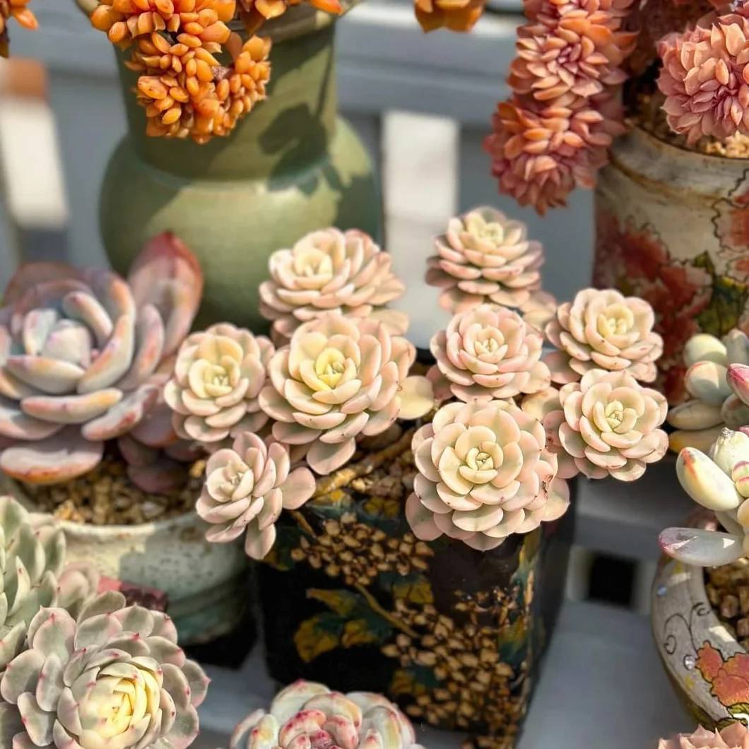 800 Éléments de Succulentes Rares Multicolores Bonsaï DIY Intérieur Miniatures Vivantes