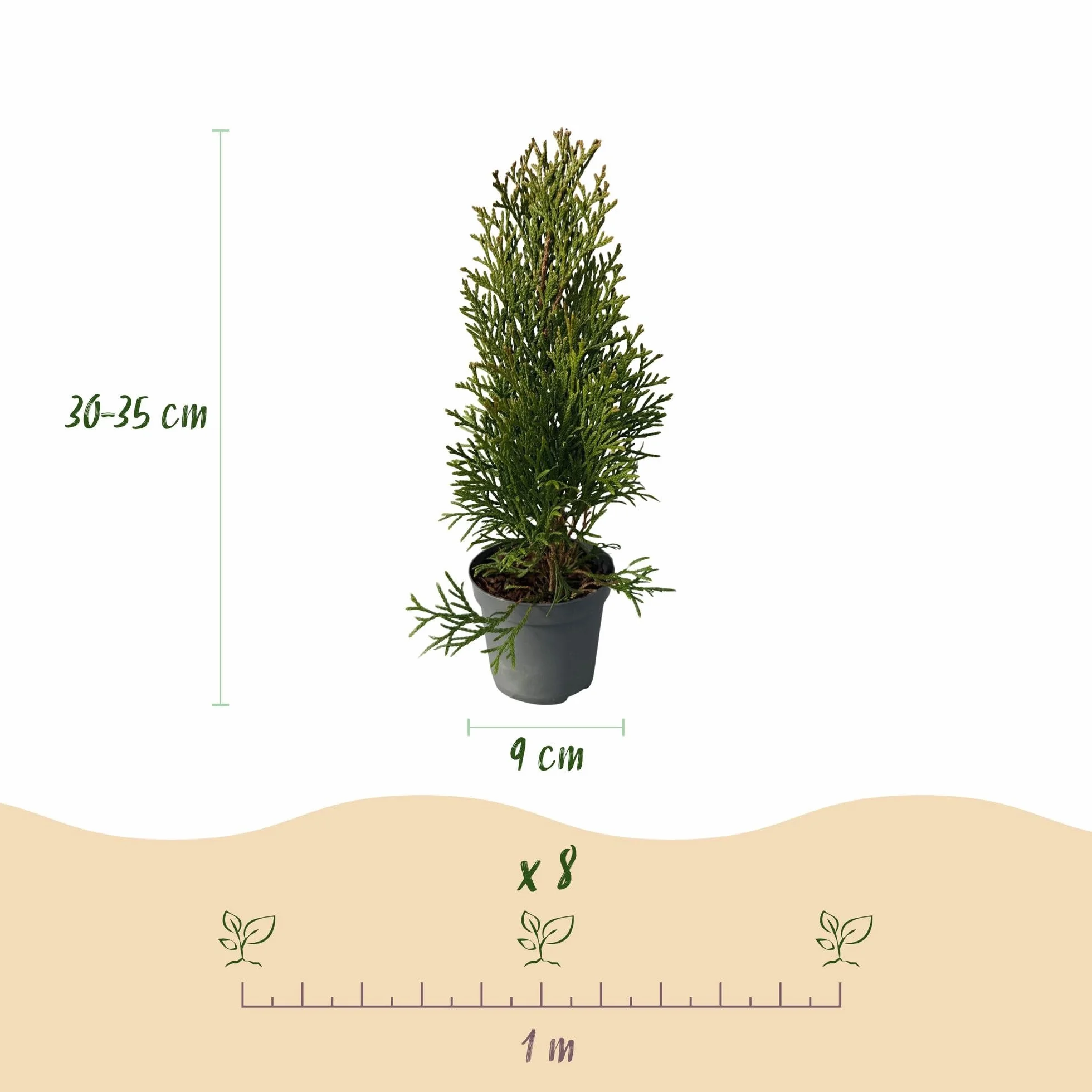Thuja occidentalis Smaragd Plantes de haie vert toujours vert pot 9cm hauteur 25cm