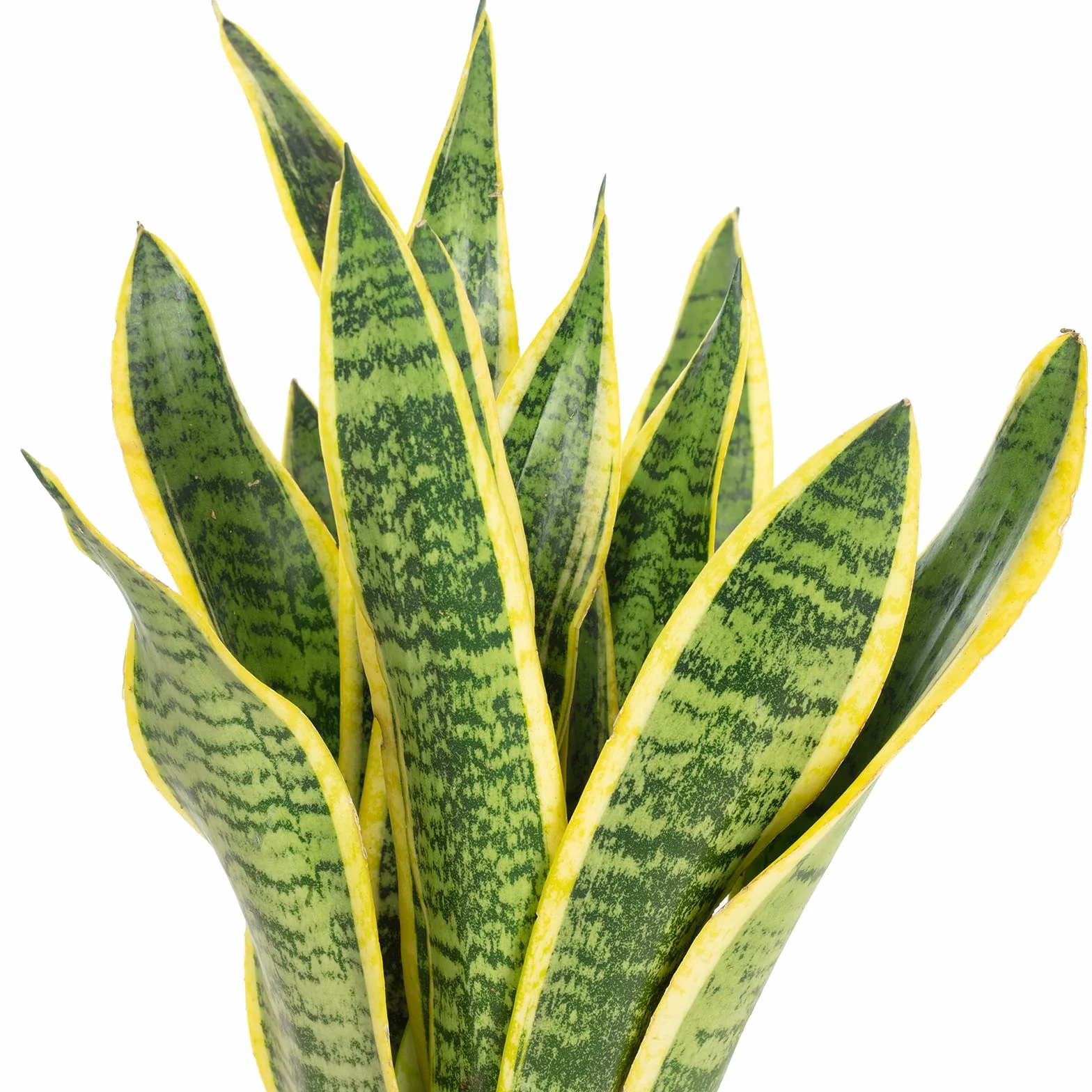 Sansevieria trifasciata Laurentii plante d'intérieur 35 cm pot 12 cm