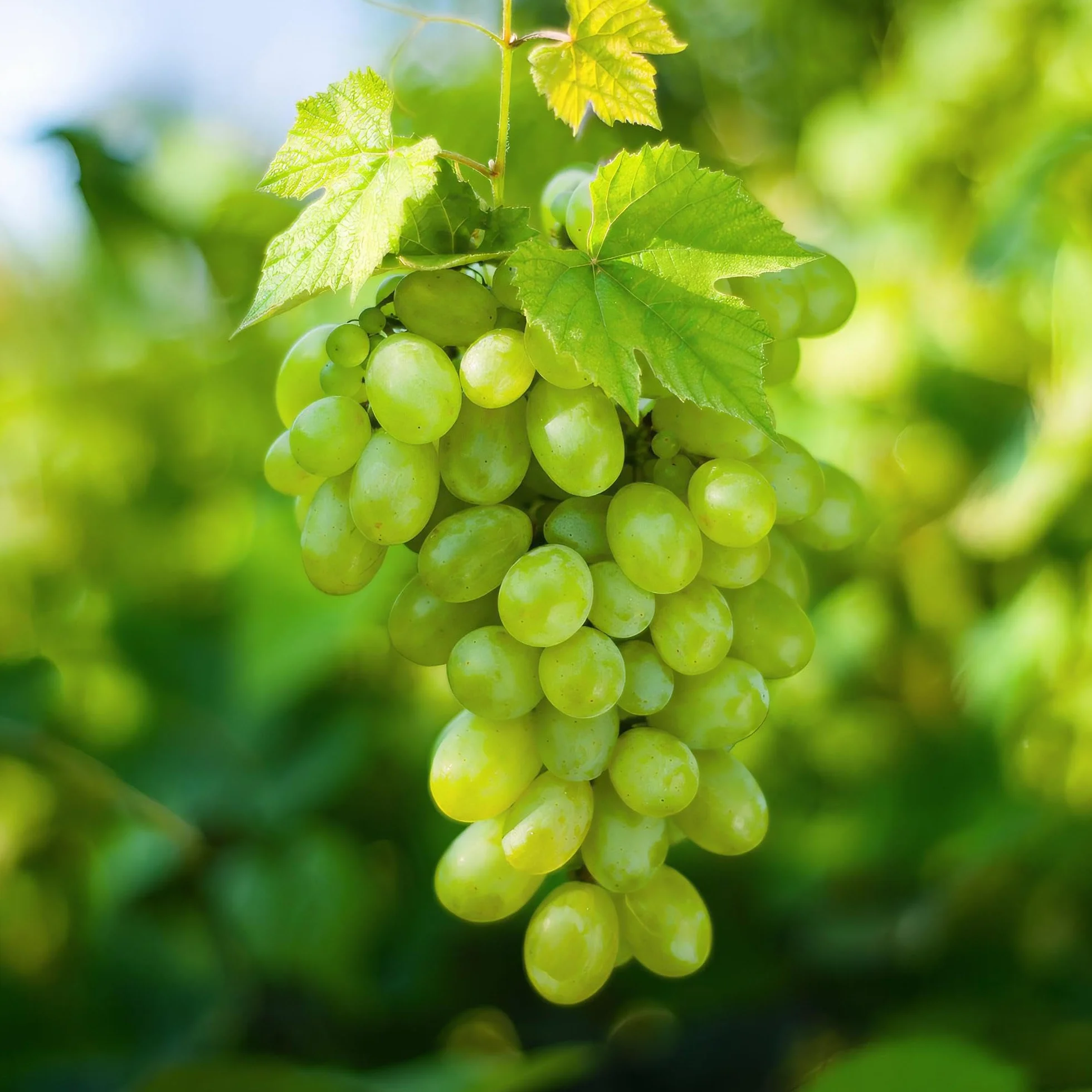 Vitis vinifera Himrod Plant de Raisin Sans Graines Blanc 2 Plantes Pot 15cm Hauteur 50cm