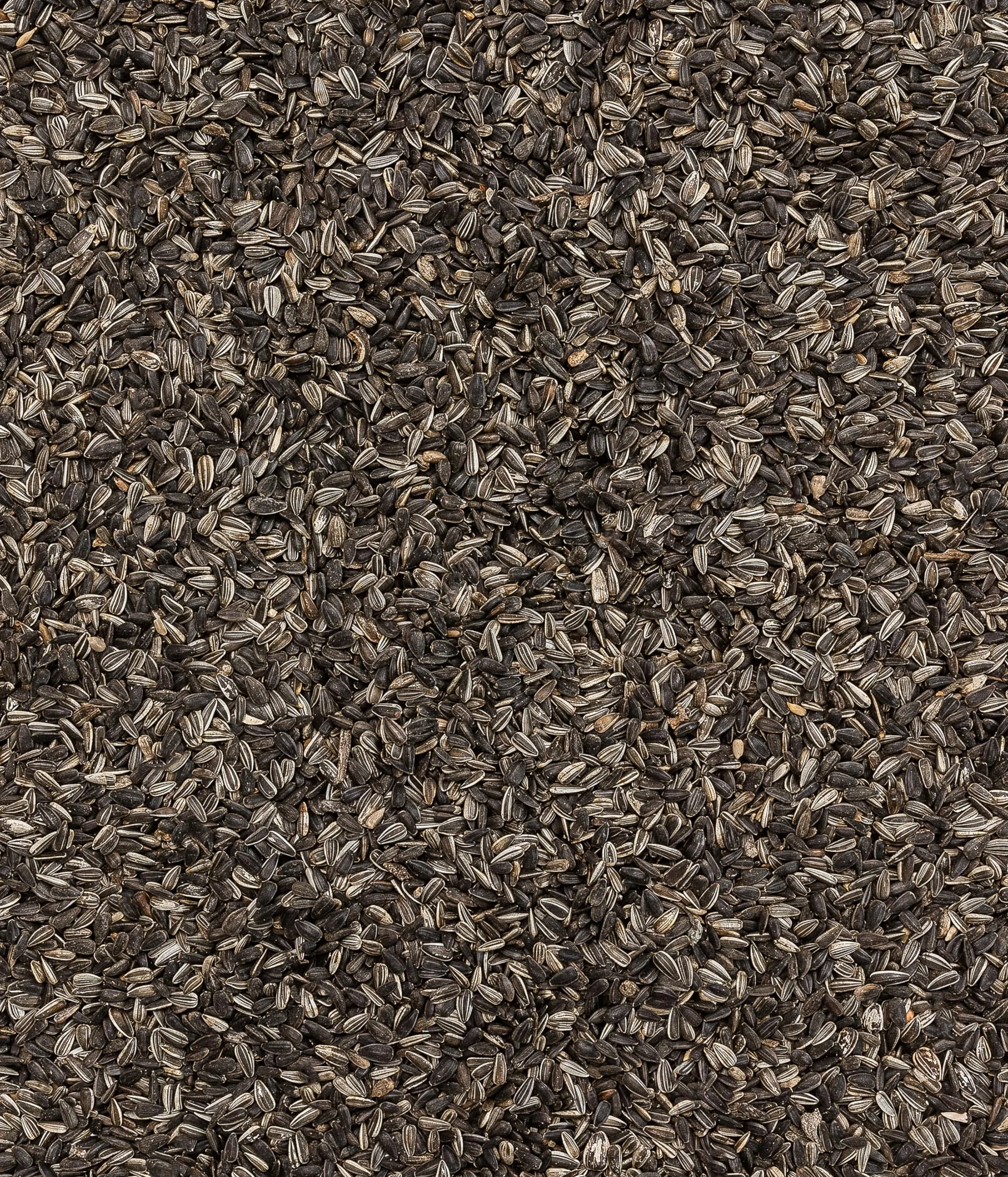 Dehner Natura Premium Nourriture pour Oiseaux Sauvages, Graines de Tournesol Non décortiquées, Seau 5L