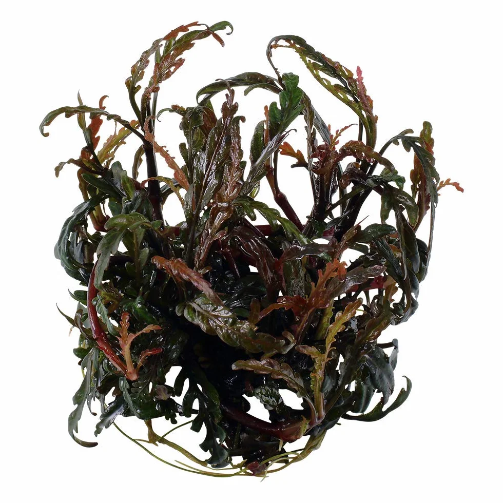 Hygrophila pinnatifida in vitro Tropica