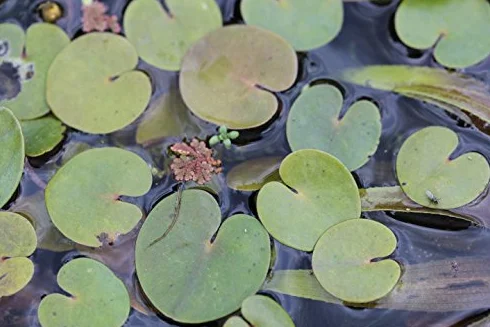 Hydrocharis morsus-ranae Plantes de bassin Plantes flottantes