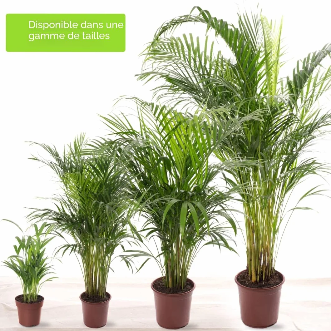 Areca Palme (palmier à fruits dorés) Plantes d'intérieur plantes avec pot 100-120 cm