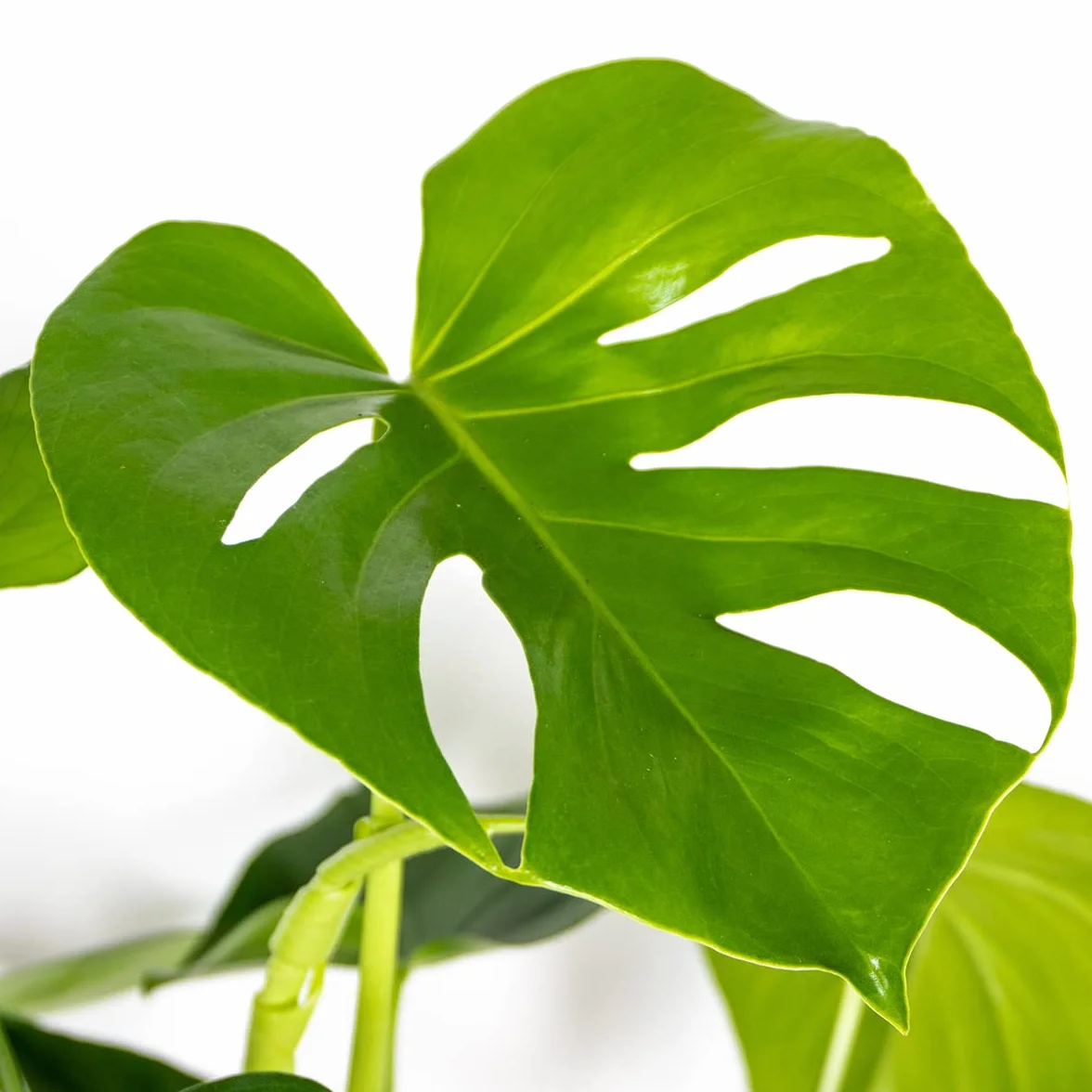 Monstera Deliciosa Plante d’intérieur Dépolluante Hauteur 70-80 cm Pot 21 cm