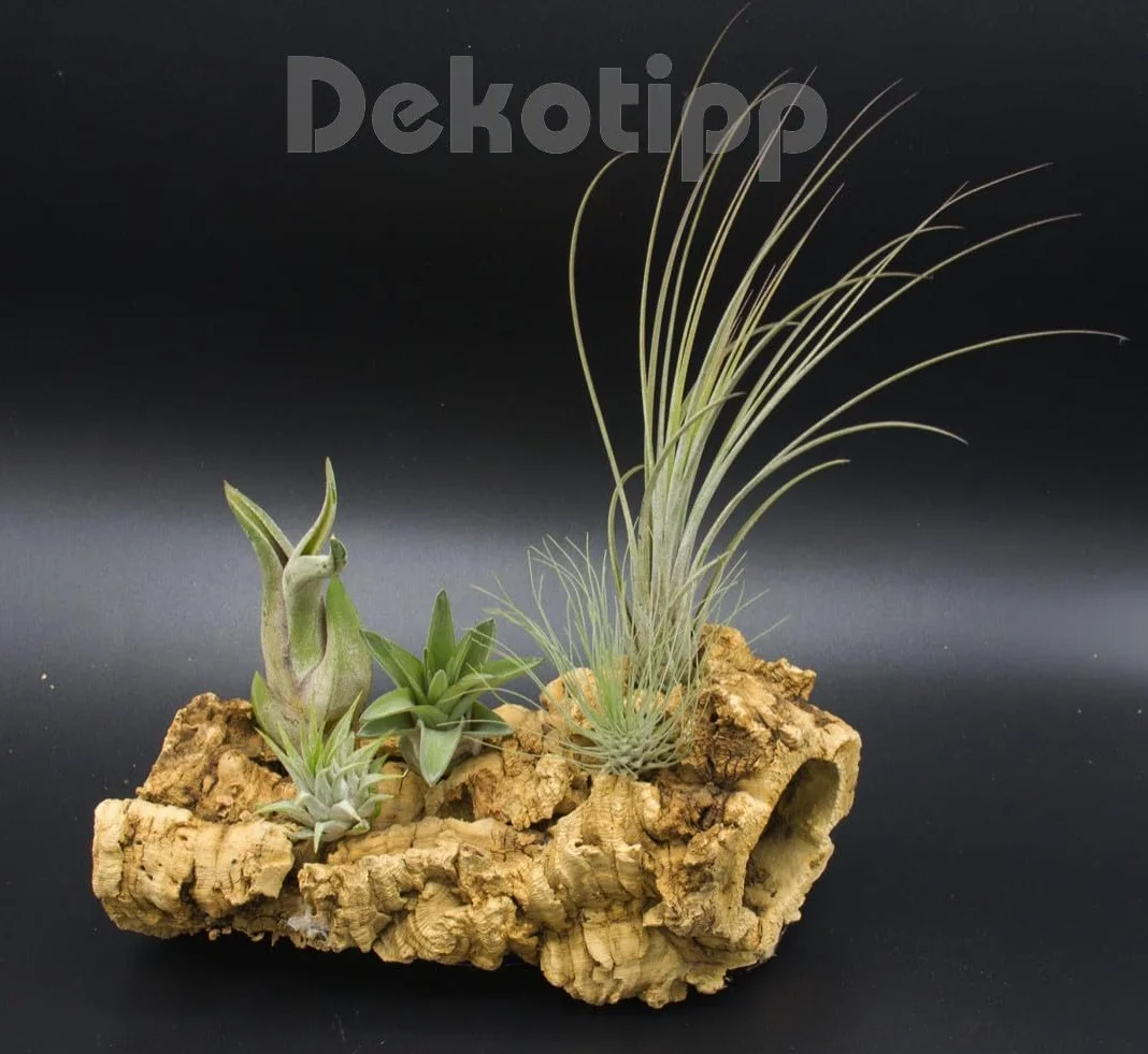 Set de 5 Tillandsia Mini Mix – Plantes Aériennes Air Plants sans Terre, Décoration