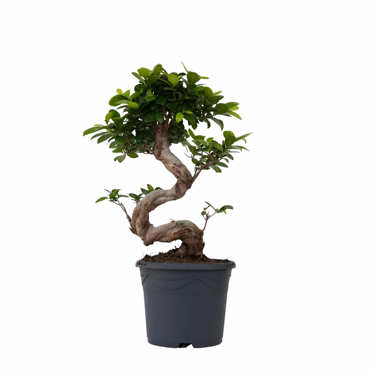 Ficus Ginseng en forme de S Bonsaï Japonaise Plante d'intérieur Pot 20cm Hauteur 55-65cm